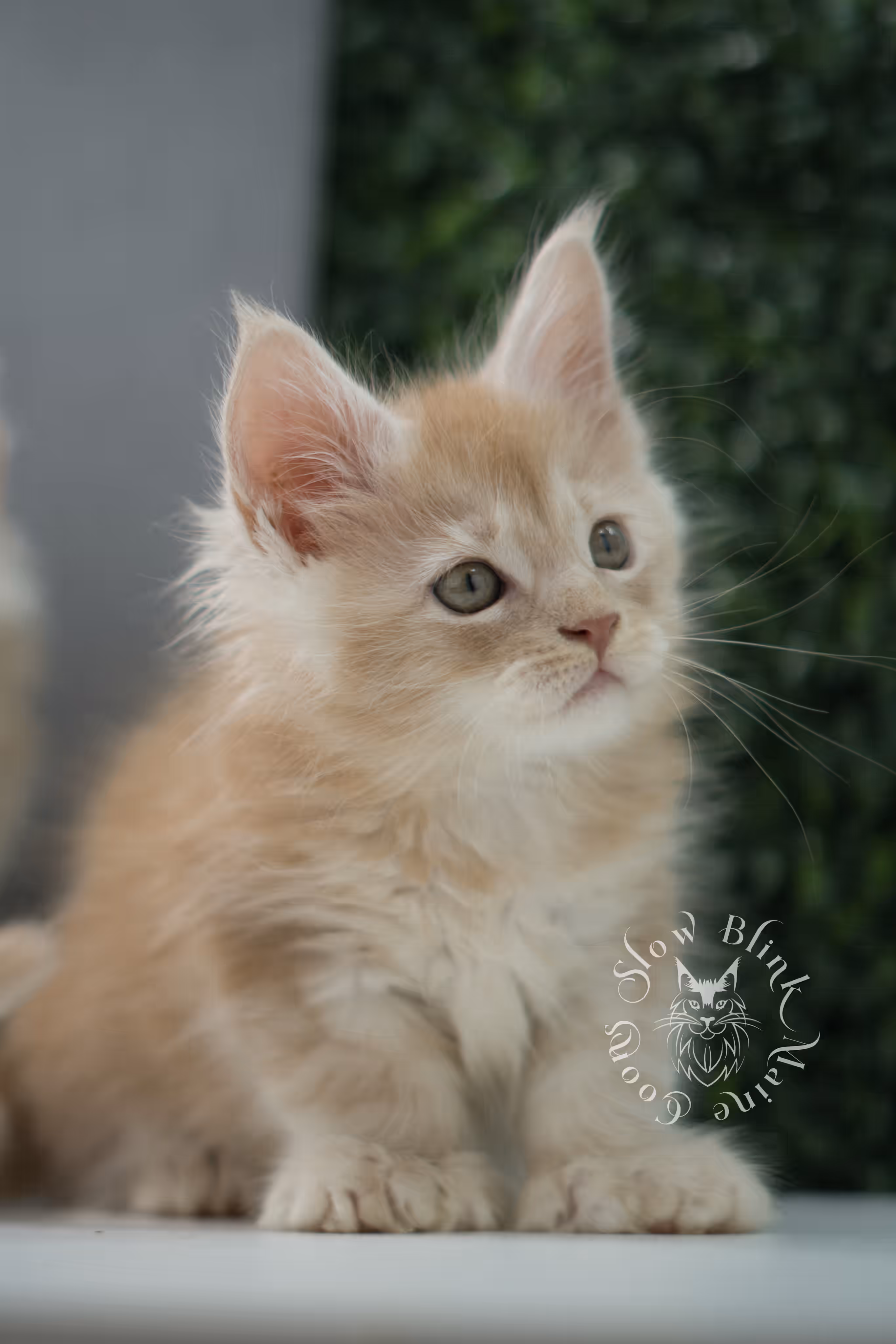high silver red maine coon kitten ems code mcp es age 6 weeks old poly SlowBlink Maine Coons Photo > high silver red maine coon kitten ems code mcp es age 6 weeks old poly