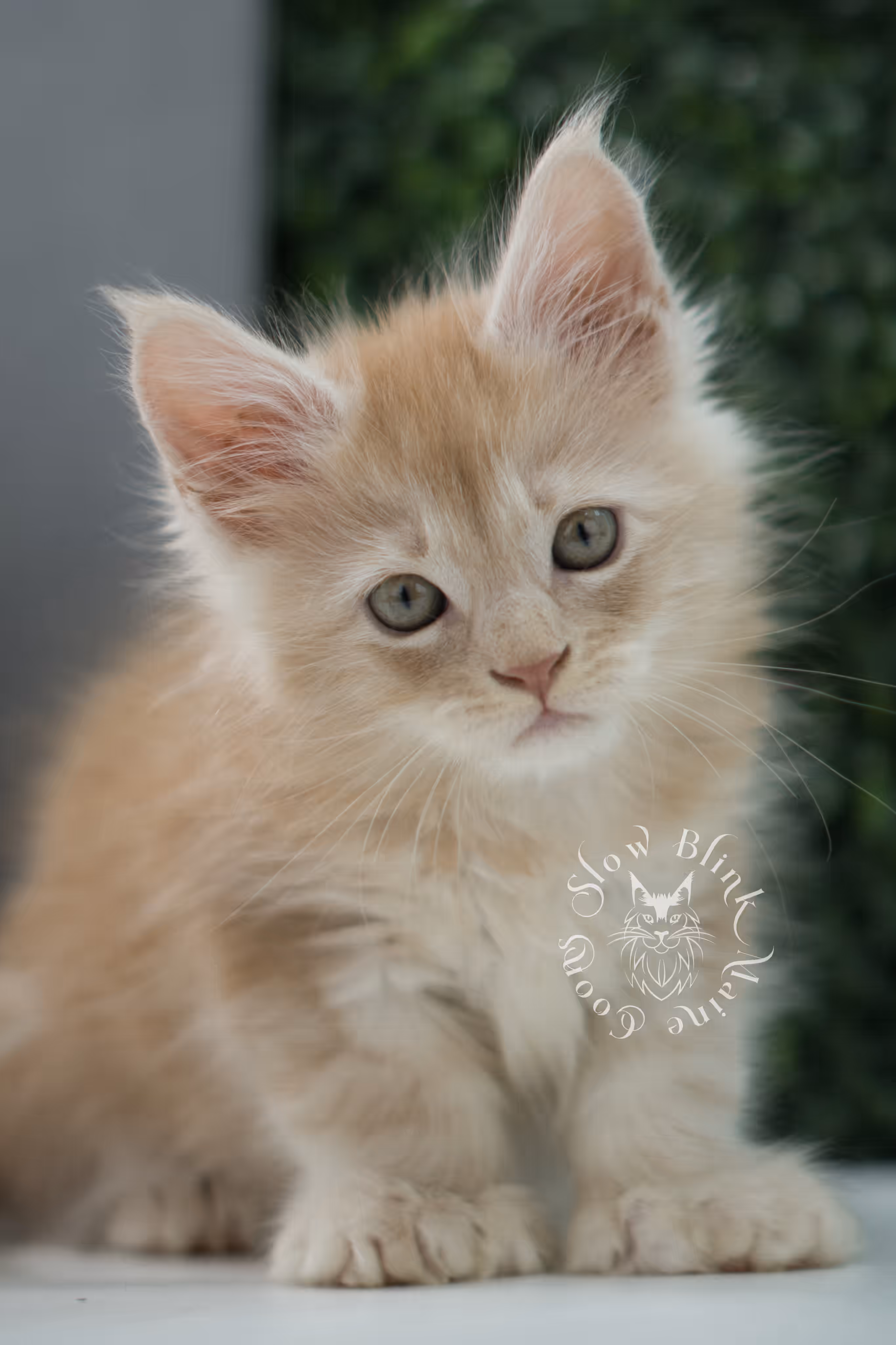 high silver red maine coon kitten ems code mcp es age 6 weeks old poly SlowBlink Maine Coons Photo > high silver red maine coon kitten ems code mcp es age 6 weeks old poly
