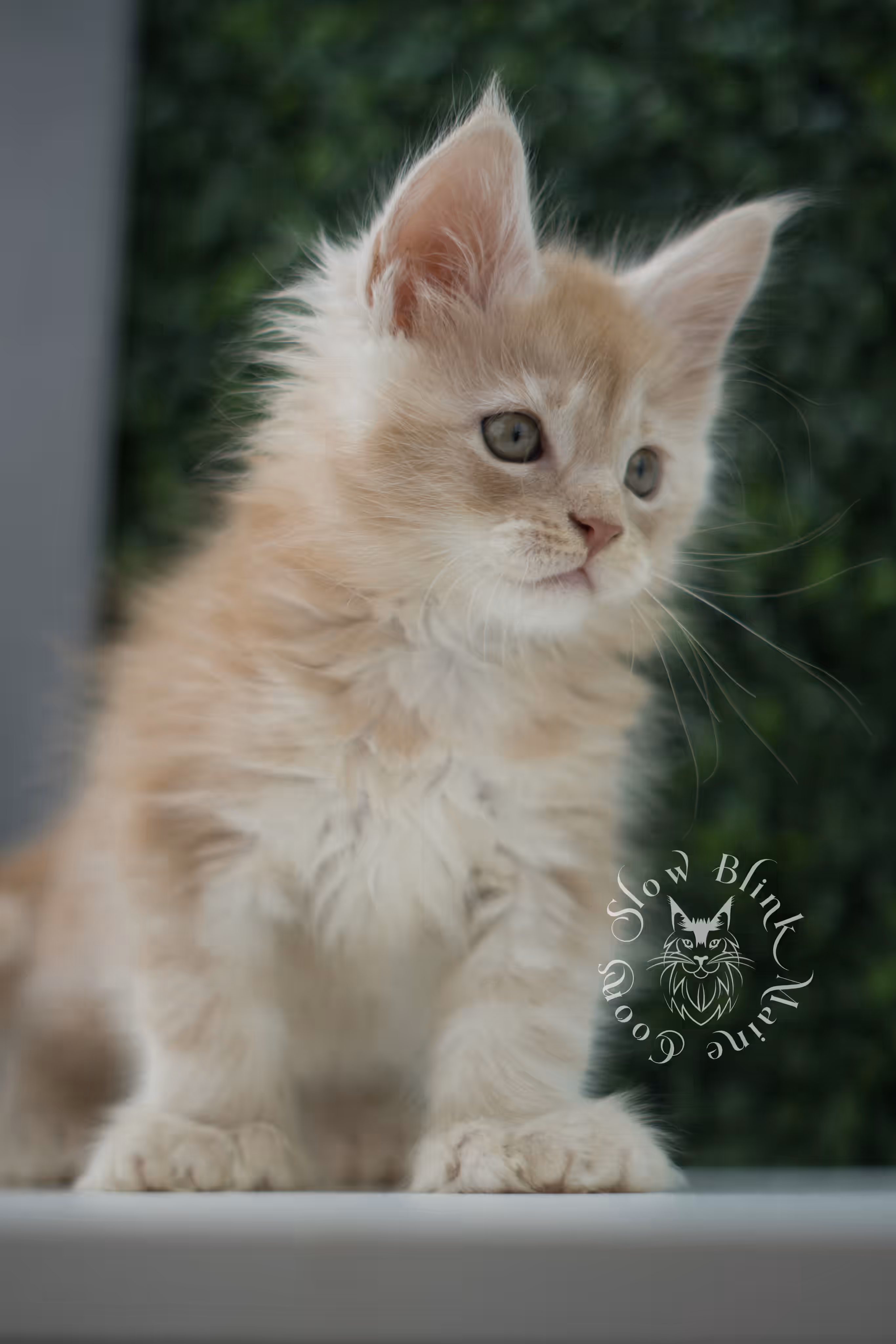 high silver red maine coon kitten ems code mcp es age 6 weeks old poly SlowBlink Maine Coons Photo > high silver red maine coon kitten ems code mcp es age 6 weeks old poly