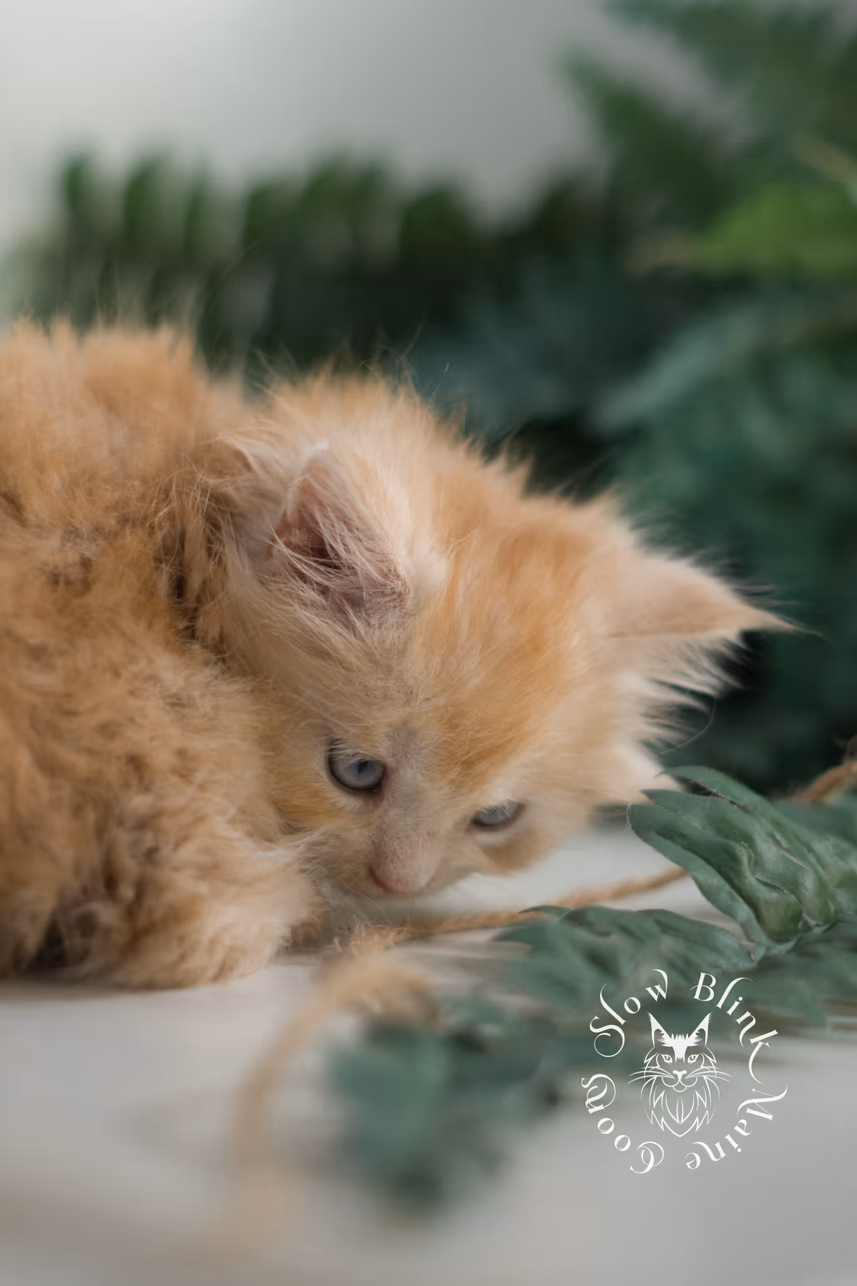 red blue eyed maine coon kitten | orange blue eye maine coon kitten | polydactyl | mco ems code ds 22 61 | female | from venus | taken feb 2025 | age 6 weeks old High Silver Red Maine Coon Kittens > red blue eyed maine coon kitten | orange blue eye maine coon kitten | polydactyl | mco ems code ds 22 61 | female | from venus | taken feb 2025 | age 6 weeks old | idx 01