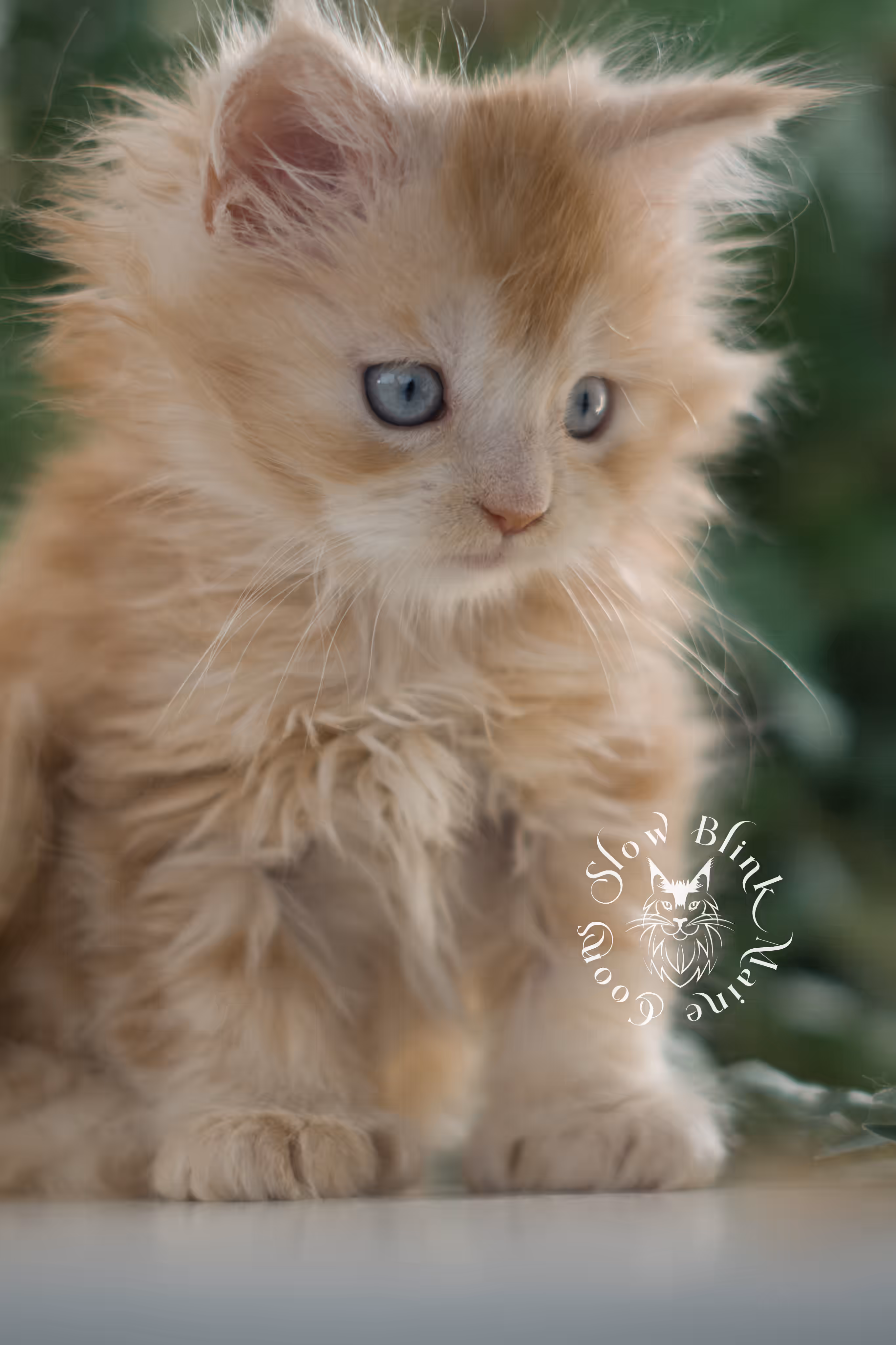 red blue eyed maine coon kitten | orange blue eye maine coon kitten | polydactyl | mco ems code ds 22 61 | female | from venus | taken feb 2025 | age 6 weeks old High Silver Red Maine Coon Kittens > red blue eyed maine coon kitten | orange blue eye maine coon kitten | polydactyl | mco ems code ds 22 61 | female | from venus | taken feb 2025 | age 6 weeks old | idx 02