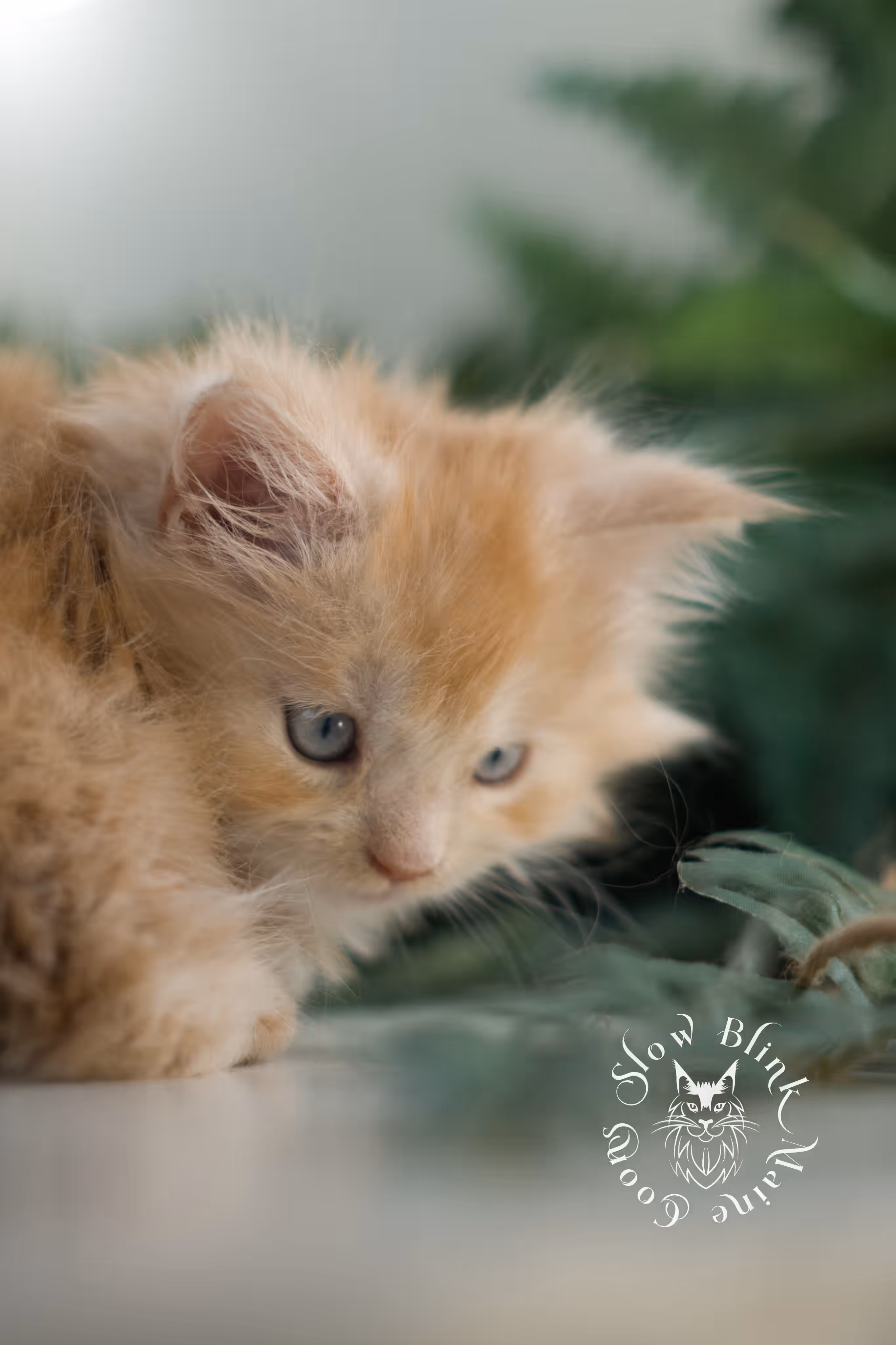 red blue eyed maine coon kitten | orange blue eye maine coon kitten | polydactyl | mco ems code ds 22 61 | female | from venus | taken feb 2025 | age 6 weeks old High Silver Red Maine Coon Kittens > red blue eyed maine coon kitten | orange blue eye maine coon kitten | polydactyl | mco ems code ds 22 61 | female | from venus | taken feb 2025 | age 6 weeks old | idx 03