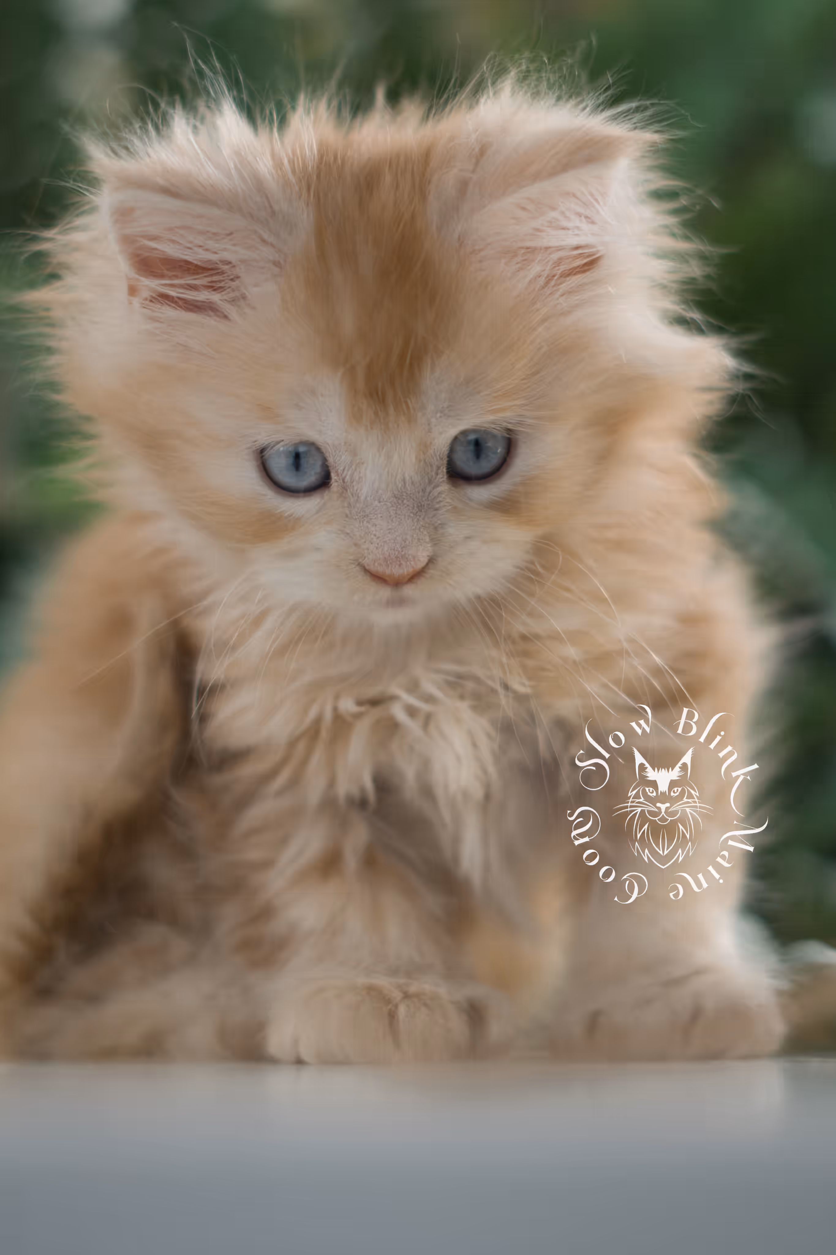 red blue eyed maine coon kitten | orange blue eye maine coon kitten | polydactyl | mco ems code ds 22 61 | female | from venus | taken feb 2025 | age 6 weeks old High Silver Red Maine Coon Kittens > red blue eyed maine coon kitten | orange blue eye maine coon kitten | polydactyl | mco ems code ds 22 61 | female | from venus | taken feb 2025 | age 6 weeks old | idx 04