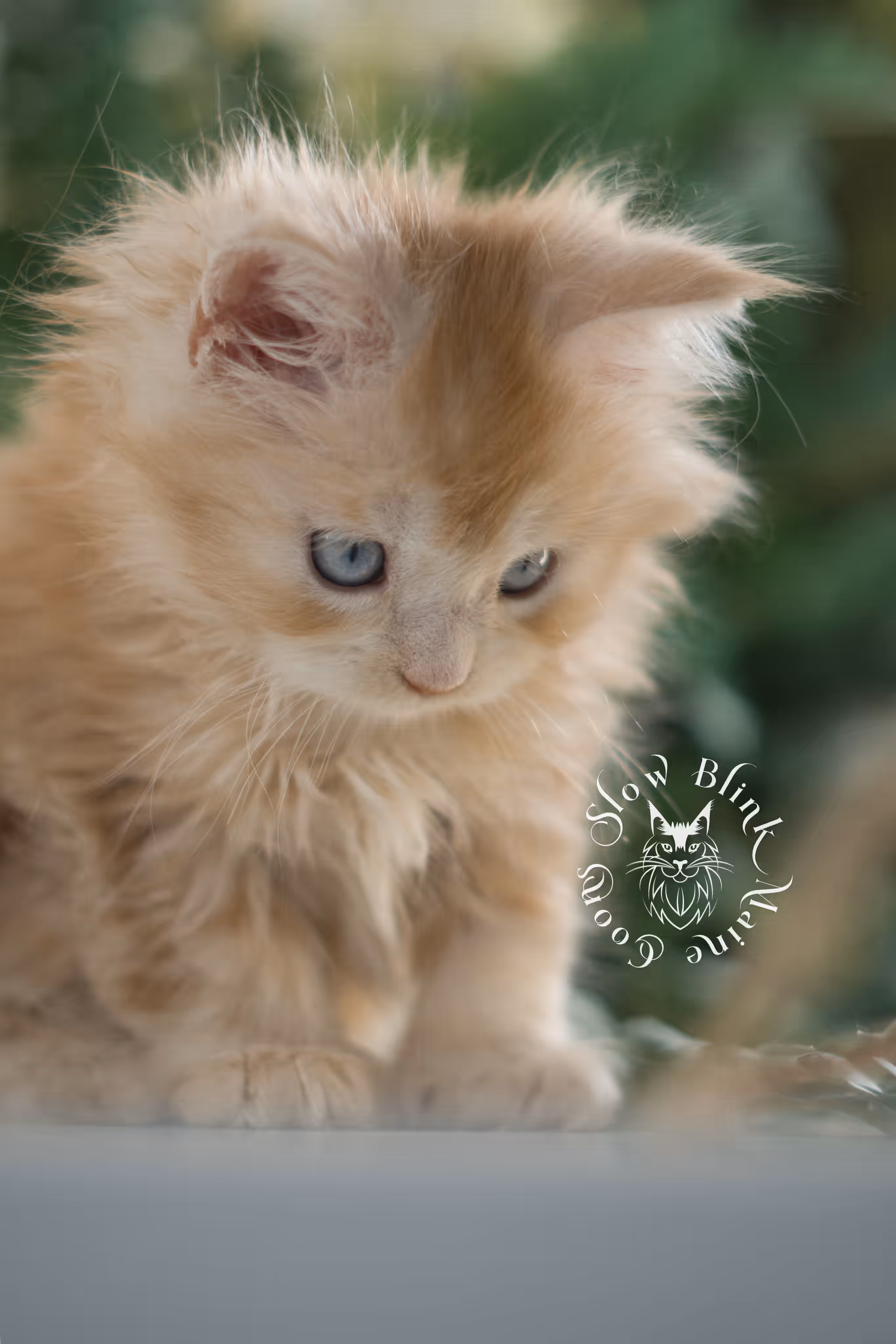 red blue eyed maine coon kitten | orange blue eye maine coon kitten | polydactyl | mco ems code ds 22 61 | female | from venus | taken feb 2025 | age 6 weeks old High Silver Red Maine Coon Kittens > red blue eyed maine coon kitten | orange blue eye maine coon kitten | polydactyl | mco ems code ds 22 61 | female | from venus | taken feb 2025 | age 6 weeks old | idx 05