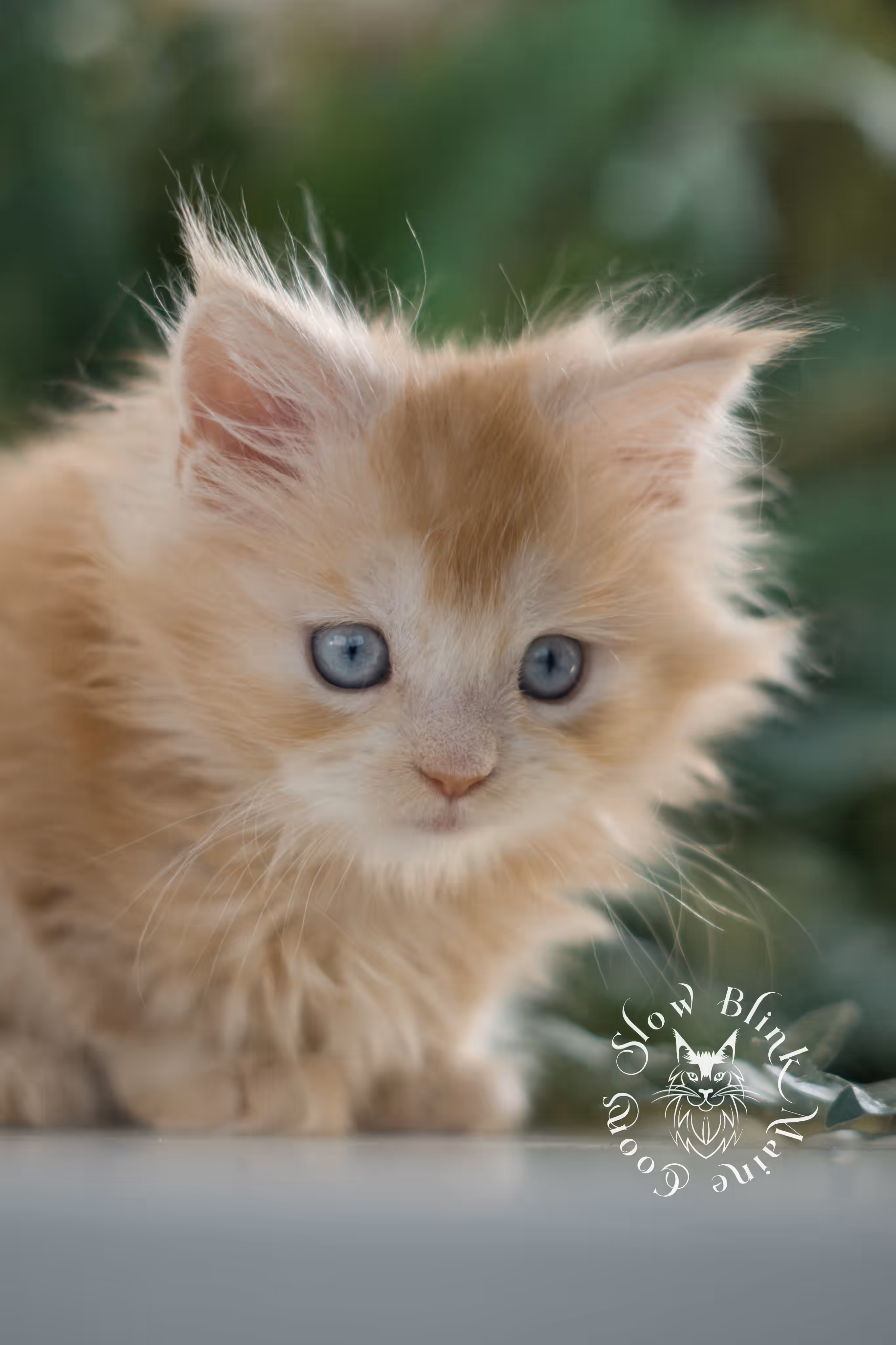 red blue eyed maine coon kitten | orange blue eye maine coon kitten | polydactyl | mco ems code ds 22 61 | female | from venus | taken feb 2025 | age 6 weeks old High Silver Red Maine Coon Kittens > red blue eyed maine coon kitten | orange blue eye maine coon kitten | polydactyl | mco ems code ds 22 61 | female | from venus | taken feb 2025 | age 6 weeks old | idx 06