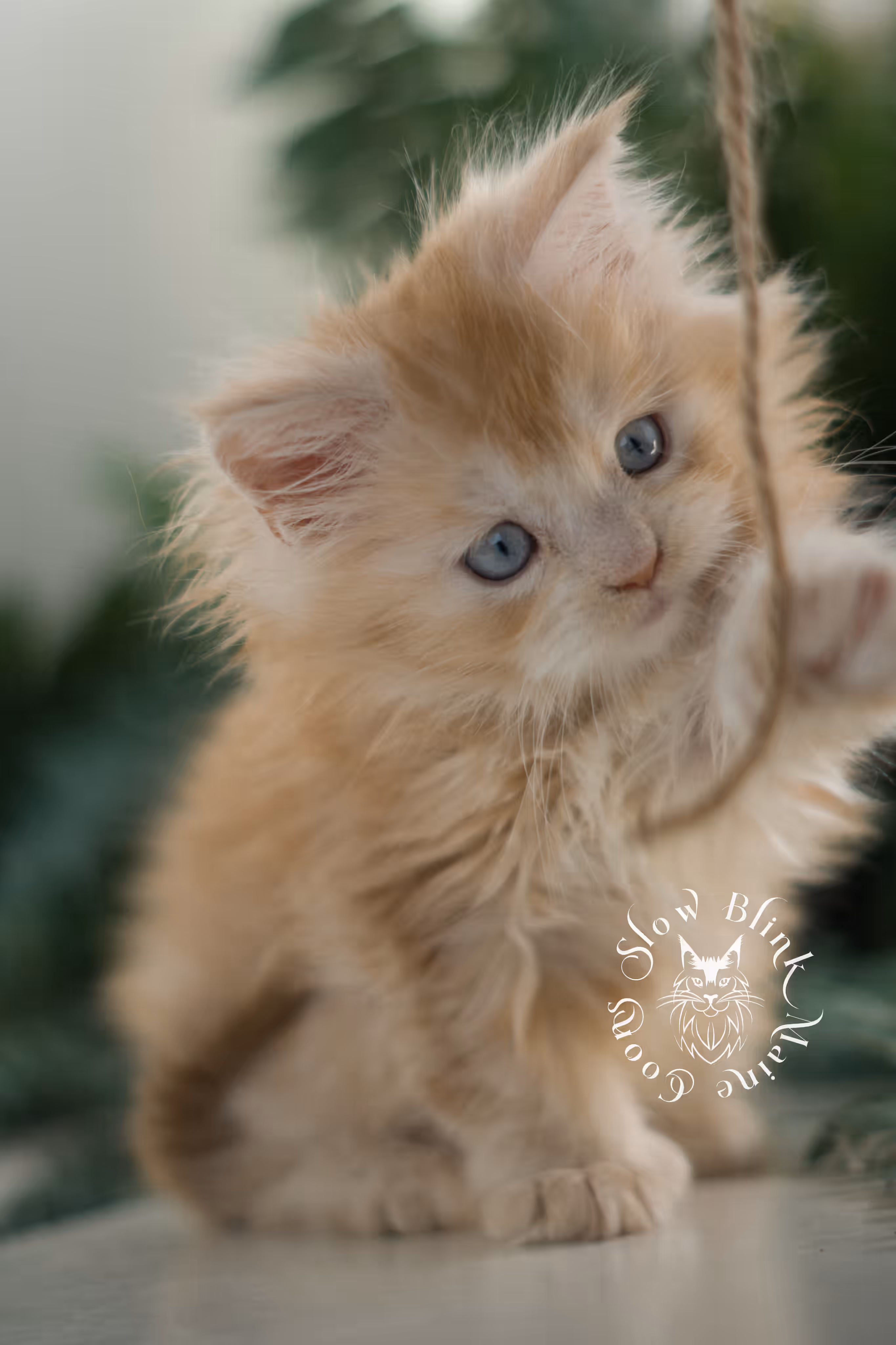 red blue eyed maine coon kitten | orange blue eye maine coon kitten | polydactyl | mco ems code ds 22 61 | female | from venus | taken feb 2025 | age 6 weeks old High Silver Red Maine Coon Kittens > red blue eyed maine coon kitten | orange blue eye maine coon kitten | polydactyl | mco ems code ds 22 61 | female | from venus | taken feb 2025 | age 6 weeks old | idx 07