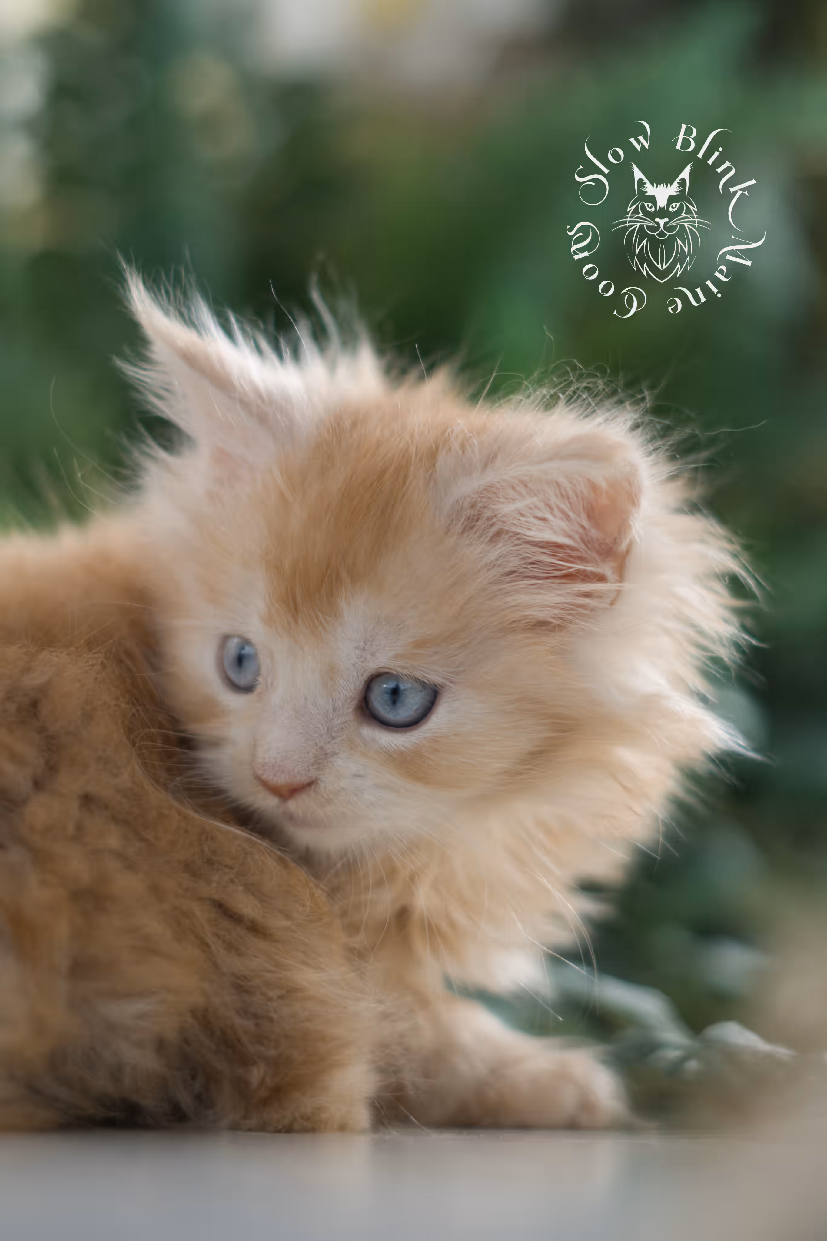 red high silver tabby poly blue eyed maine coon kitten | ems code mcp ds 61 25 | female | taken mar 2025 | aged 6 weeks High Silver Red Maine Coon Kittens > red high silver tabby poly blue eyed maine coon kitten | ems code mcp ds 61 25 | female | taken mar 2025 | aged 6 weeks | idx 01