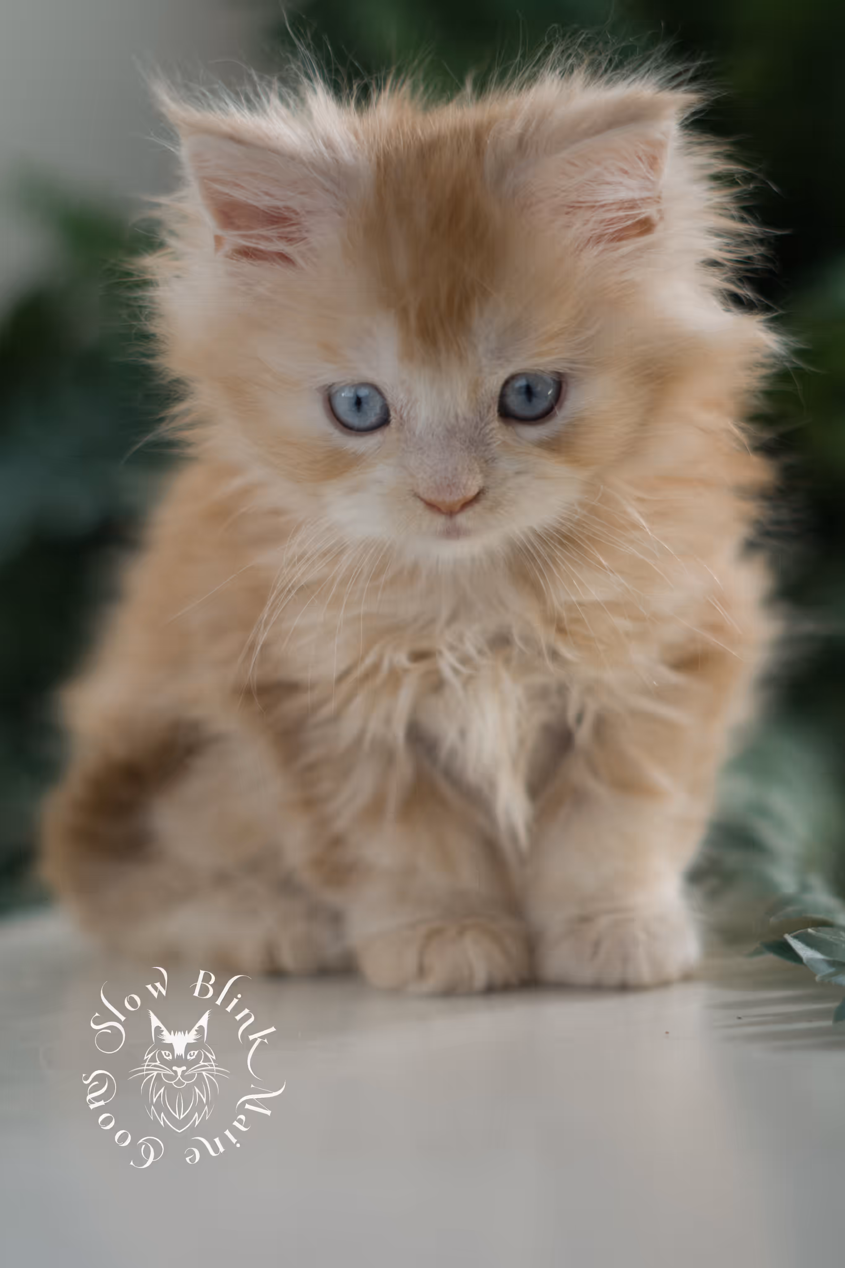 red high silver tabby poly blue eyed maine coon kitten | ems code mcp ds 61 25 | female | taken mar 2025 | aged 6 weeks High Silver Red Maine Coon Kittens > red high silver tabby poly blue eyed maine coon kitten | ems code mcp ds 61 25 | female | taken mar 2025 | aged 6 weeks | idx 06
