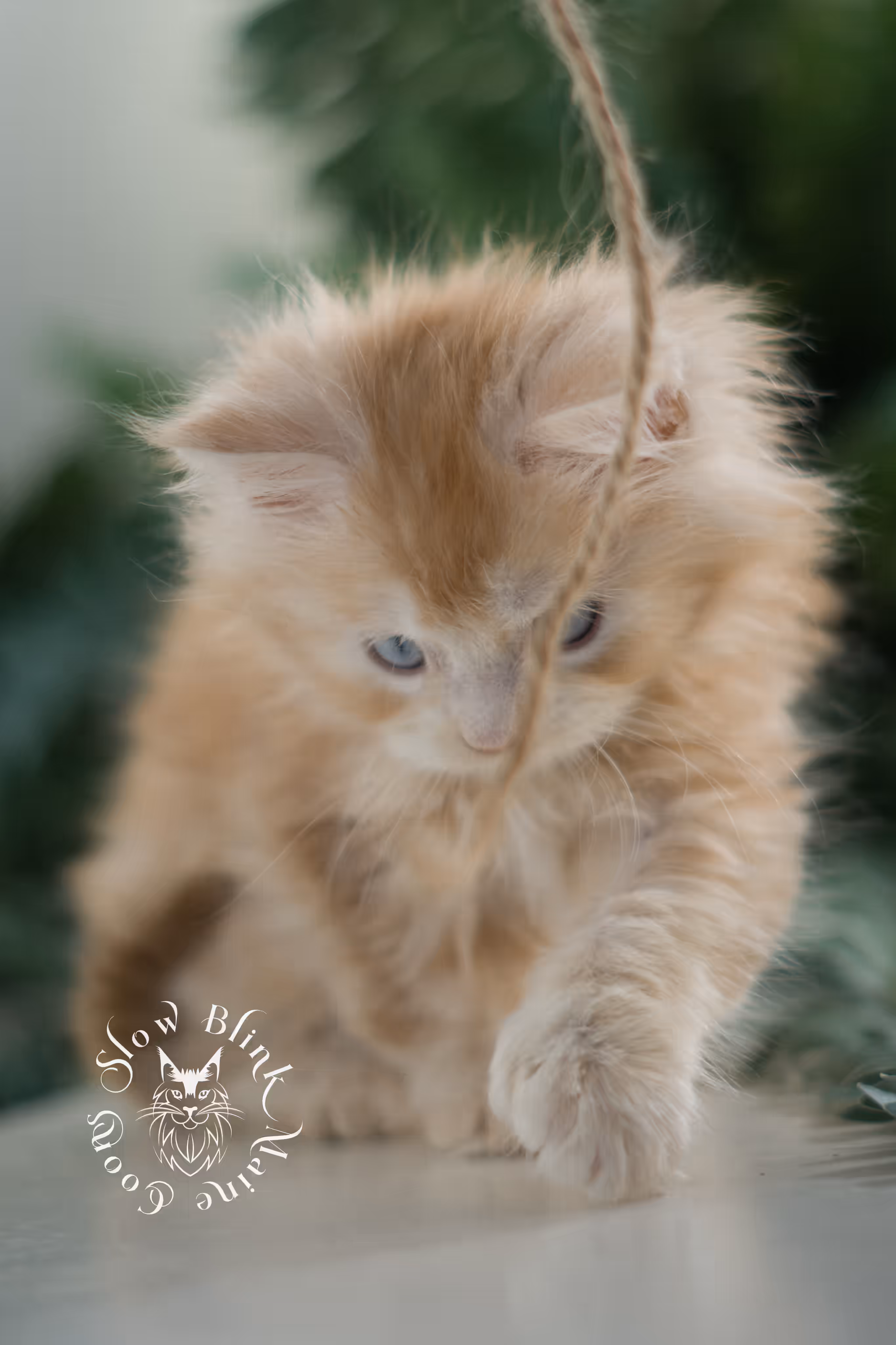 red high silver tabby poly blue eyed maine coon kitten | ems code mcp ds 61 25 | female | taken mar 2025 | aged 6 weeks High Silver Red Maine Coon Kittens > red high silver tabby poly blue eyed maine coon kitten | ems code mcp ds 61 25 | female | taken mar 2025 | aged 6 weeks | idx 07