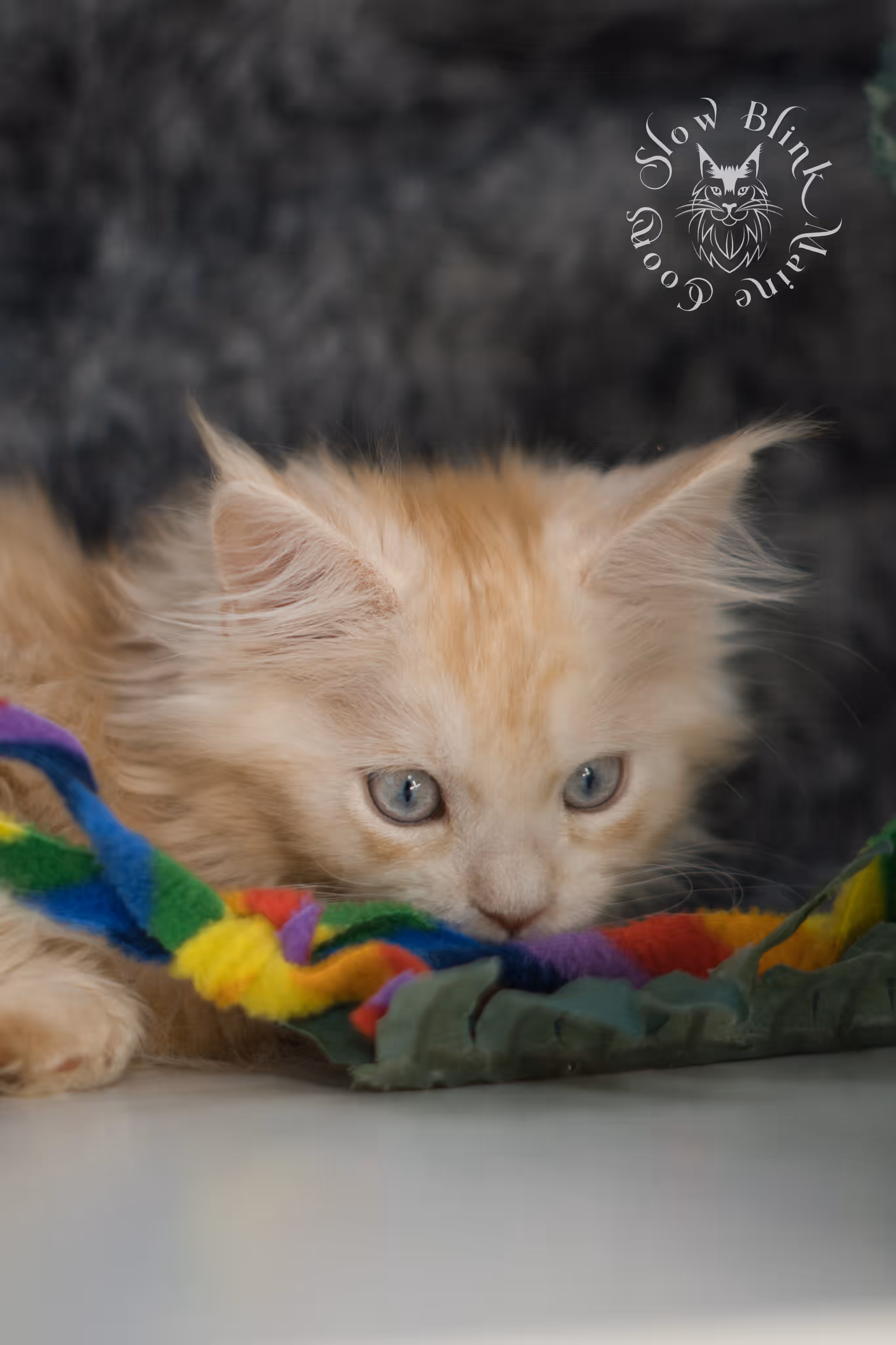red high silver tabby poly blue eyed maine coon kitten | ems code mcp ds 61 25 | female | taken mar 2025 High Silver Red Maine Coon Kittens > red high silver tabby poly blue eyed maine coon kitten | ems code mcp ds 61 25 | female | taken mar 2025 | idx 1