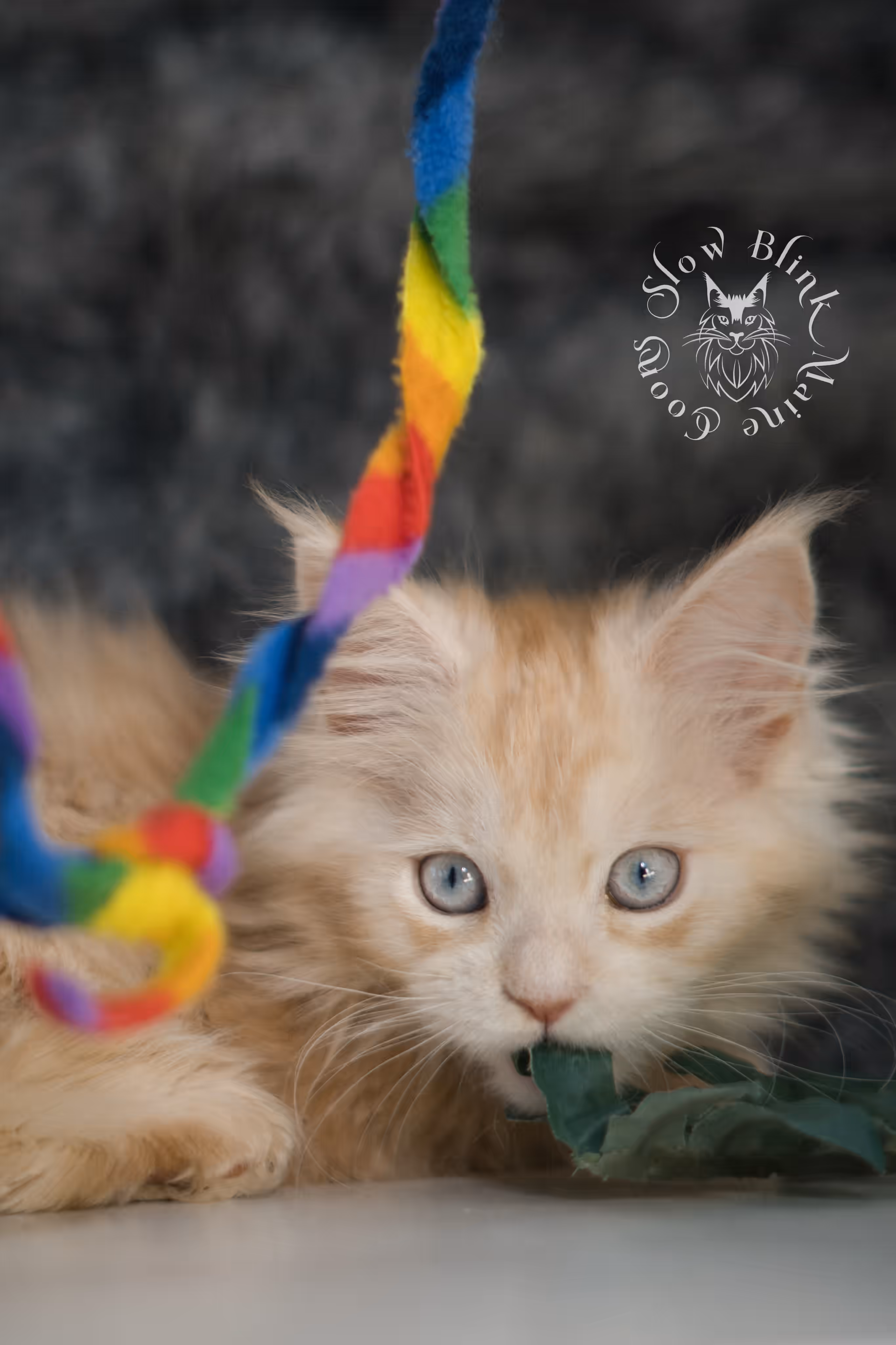 red high silver tabby poly blue eyed maine coon kitten | ems code mcp ds 61 25 | female | taken mar 2025 High Silver Red Maine Coon Kittens > red high silver tabby poly blue eyed maine coon kitten | ems code mcp ds 61 25 | female | taken mar 2025 | idx 2