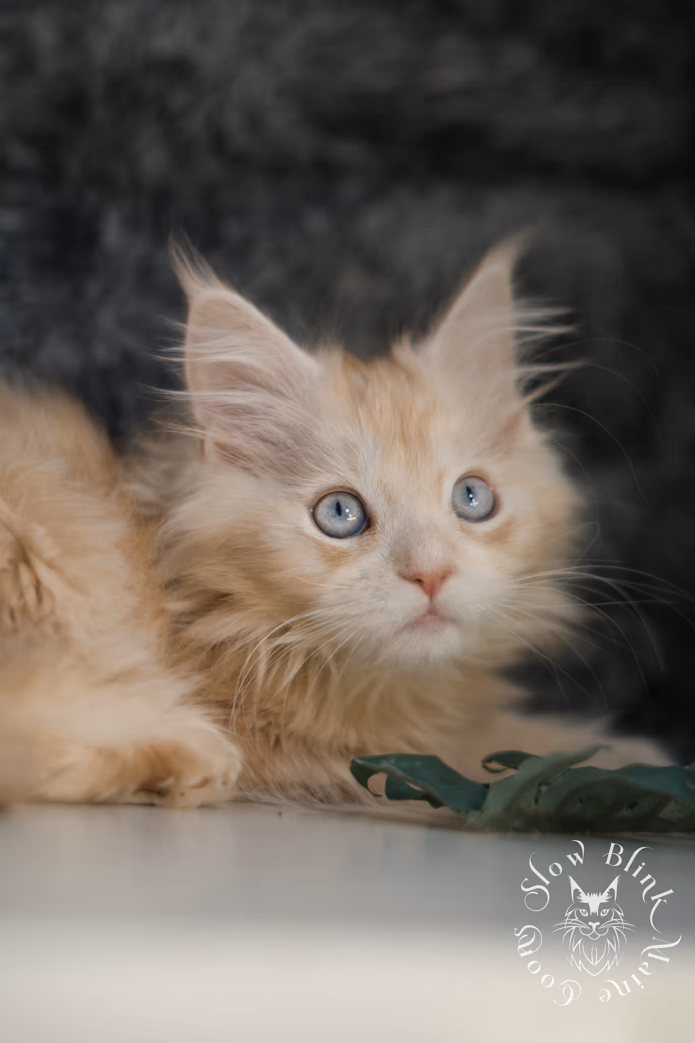 red high silver tabby poly blue eyed maine coon kitten | ems code mcp ds 61 25 | female | taken mar 2025 High Silver Red Maine Coon Kittens > red high silver tabby poly blue eyed maine coon kitten | ems code mcp ds 61 25 | female | taken mar 2025 | idx 3