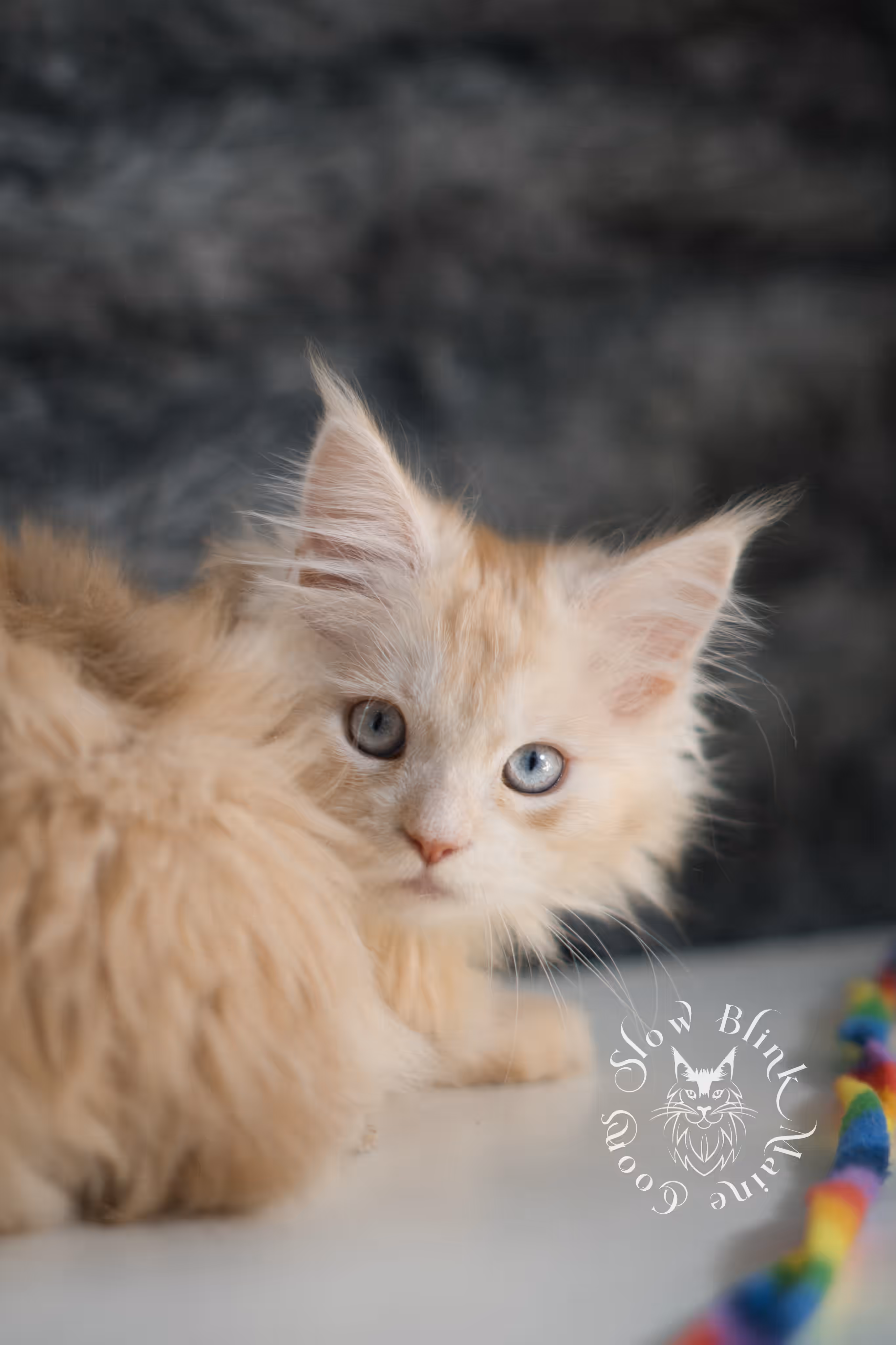 red high silver tabby poly blue eyed maine coon kitten | ems code mcp ds 61 25 | female | taken mar 2025 High Silver Red Maine Coon Kittens > red high silver tabby poly blue eyed maine coon kitten | ems code mcp ds 61 25 | female | taken mar 2025 | idx 4
