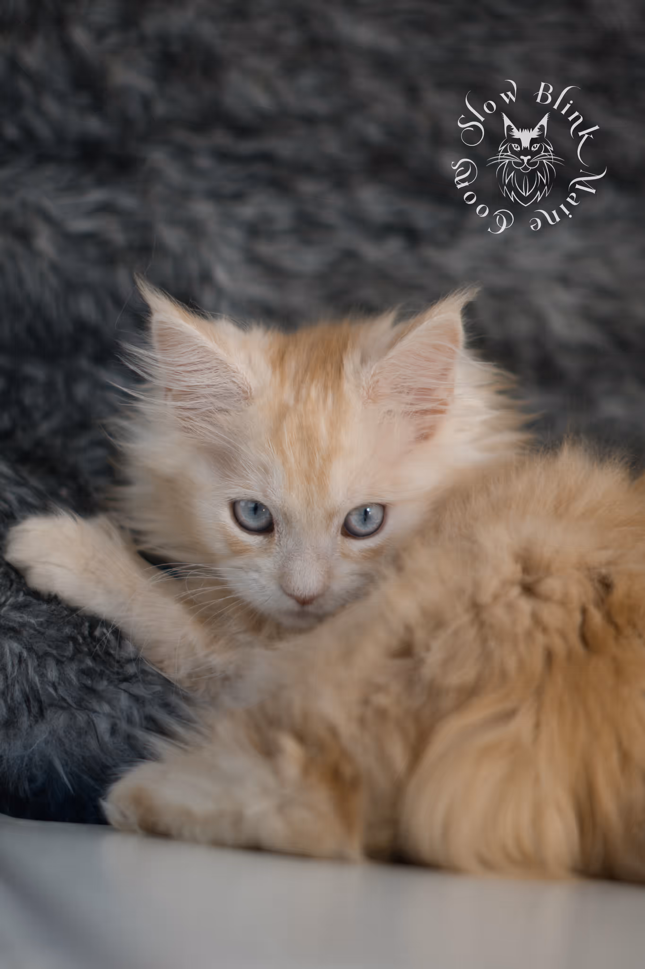 red high silver tabby poly blue eyed maine coon kitten | ems code mcp ds 61 25 | female | taken mar 2025 High Silver Red Maine Coon Kittens > red high silver tabby poly blue eyed maine coon kitten | ems code mcp ds 61 25 | female | taken mar 2025 | idx 5