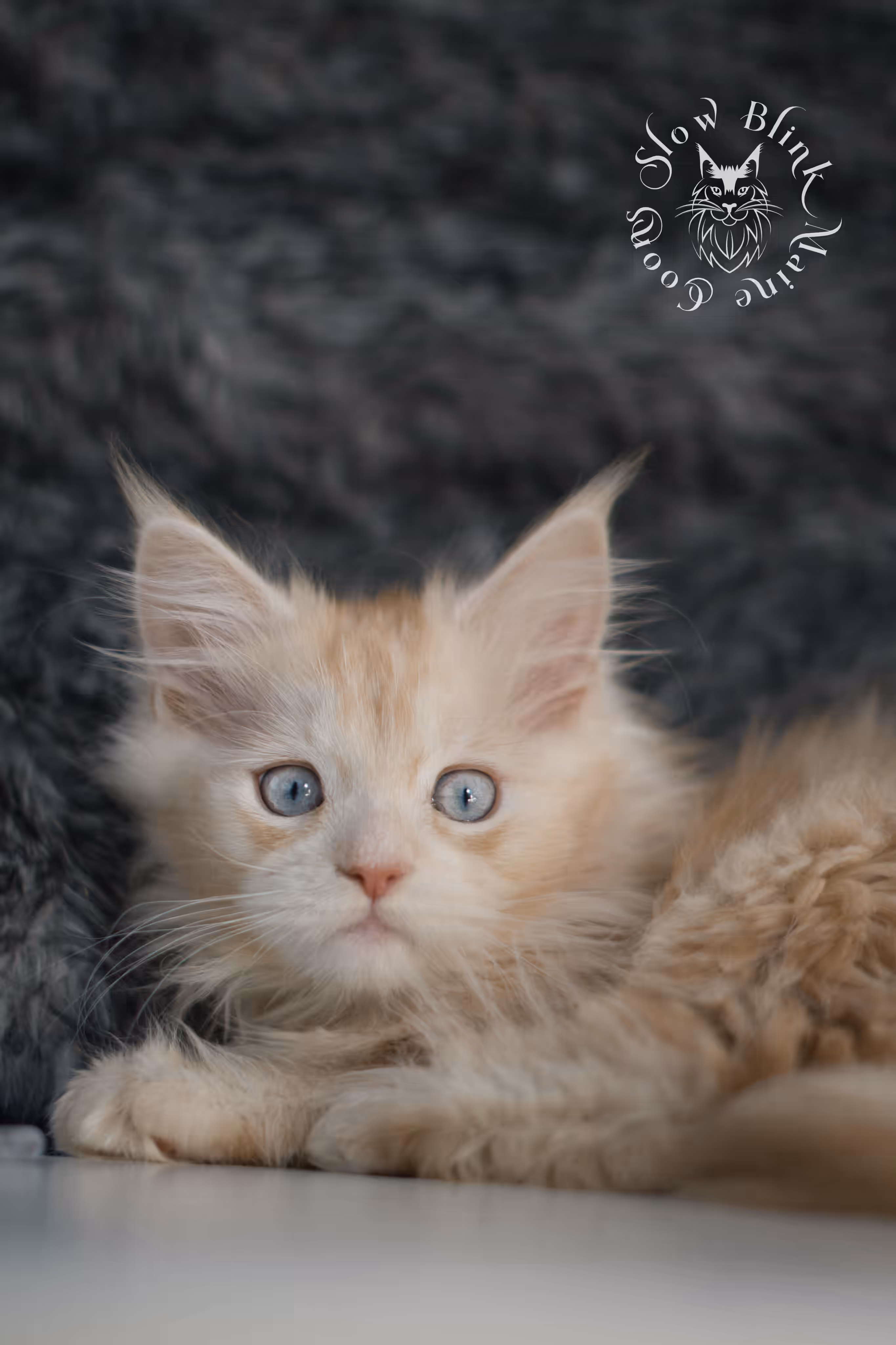 red high silver tabby poly blue eyed maine coon kitten | ems code mcp ds 61 25 | female | taken mar 2025 High Silver Red Maine Coon Kittens > red high silver tabby poly blue eyed maine coon kitten | ems code mcp ds 61 25 | female | taken mar 2025 | idx 6