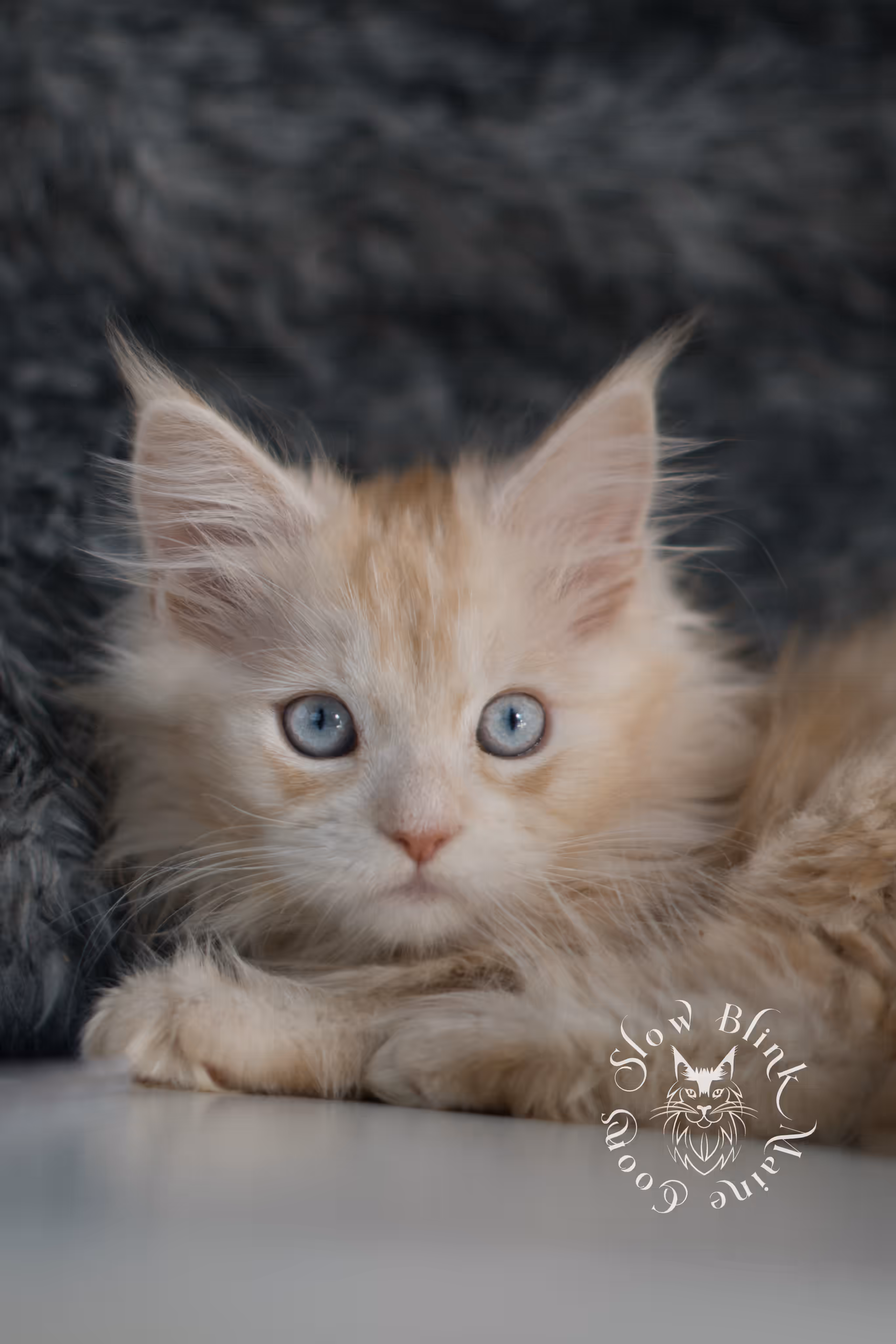 red high silver tabby poly blue eyed maine coon kitten | ems code mcp ds 61 25 | female | taken mar 2025 High Silver Red Maine Coon Kittens > red high silver tabby poly blue eyed maine coon kitten | ems code mcp ds 61 25 | female | taken mar 2025 | idx 7