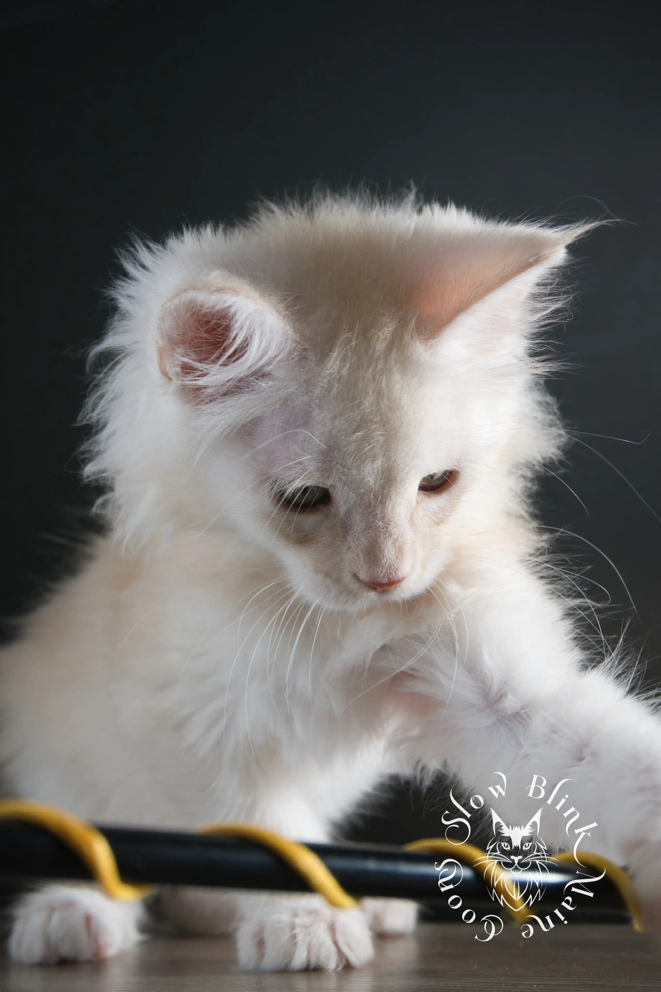 shaded high silver red maine coon kitten | slowblinkmainecoons | taken august 2024 | ems code d ds 21 25 High Silver Red Maine Coon Kittens > shaded high silver red maine coon kitten | slowblinkmainecoons | taken august 2024 | ems code d ds 21 25 | idx 10