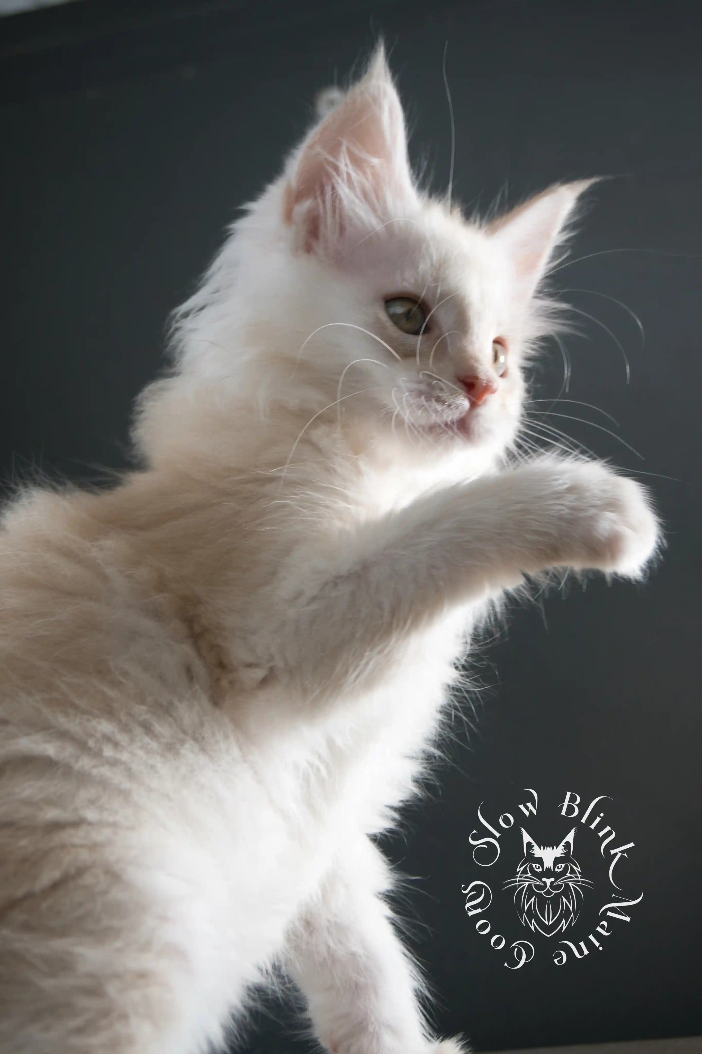 shaded high silver red maine coon kitten | slowblinkmainecoons | taken august 2024 | ems code d ds 21 25 High Silver Red Maine Coon Kittens > shaded high silver red maine coon kitten | slowblinkmainecoons | taken august 2024 | ems code d ds 21 25 | idx 13