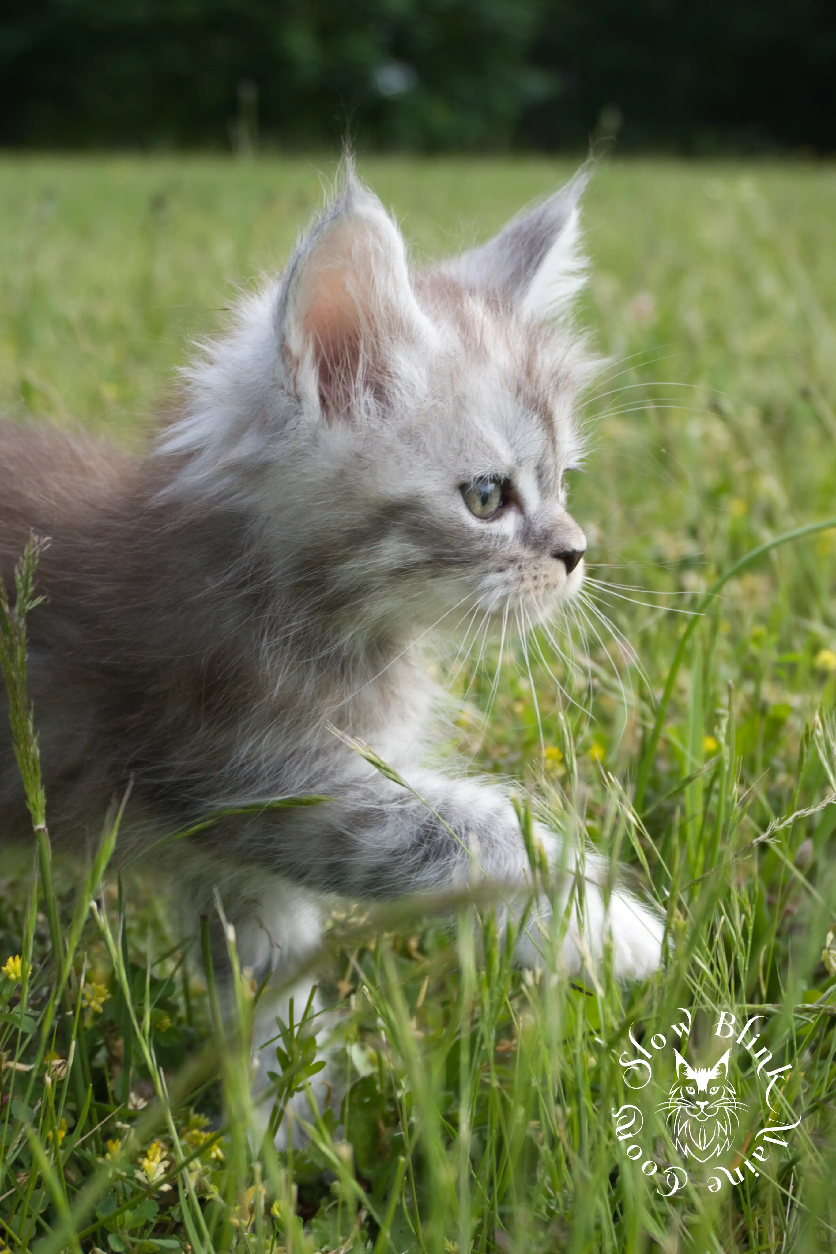 black high silver torbie maine coon kitten | ems code fs 21 22 23 24 25 | tortoiseshell tabby | slowblinkmainecoons | taken aug 2024 High Silver Torbie Maine Coon Kittens > black high silver torbie maine coon kitten | ems code fs 21 22 23 24 25 | tortoiseshell tabby | slowblinkmainecoons | taken aug 2024 | 0001