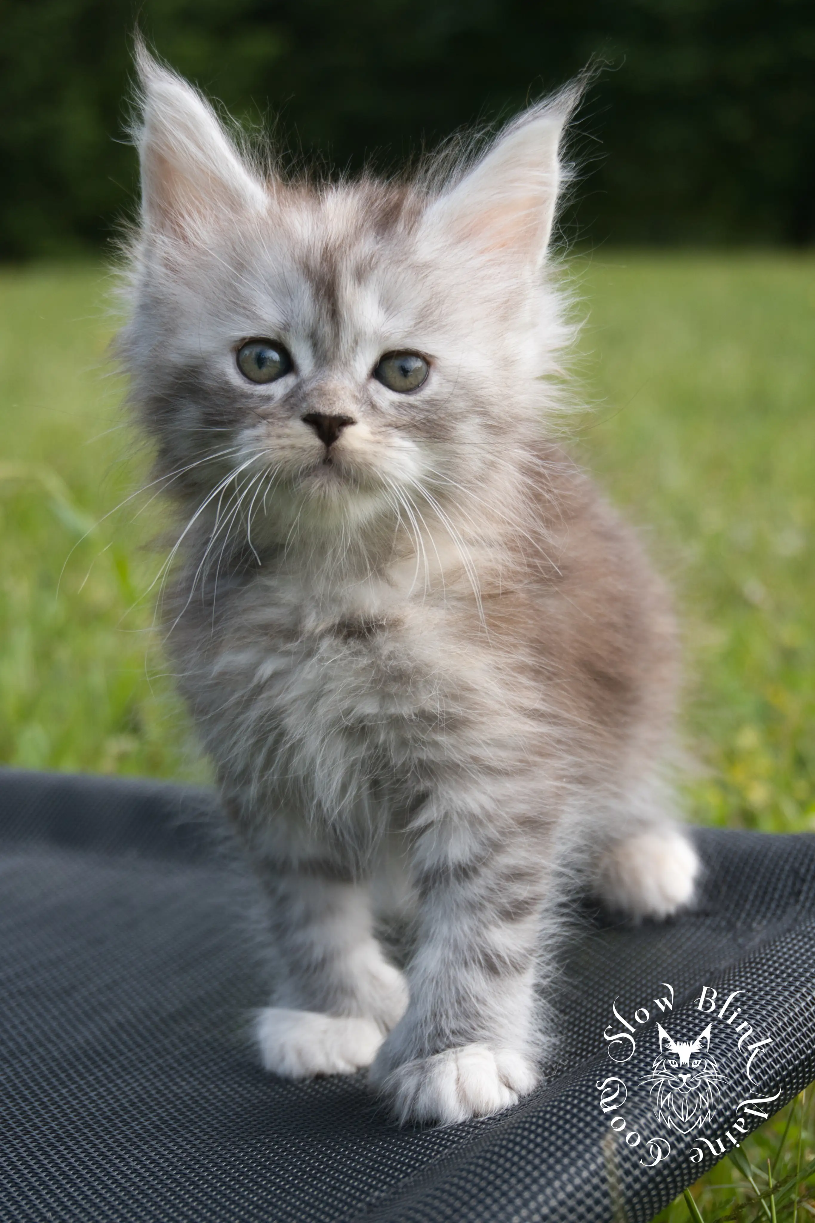 black high silver torbie maine coon kitten | ems code fs 21 22 23 24 25 | tortoiseshell tabby | slowblinkmainecoons | taken aug 2024 High Silver Torbie Maine Coon Kittens > black high silver torbie maine coon kitten | ems code fs 21 22 23 24 25 | tortoiseshell tabby | slowblinkmainecoons | taken aug 2024 | 0011