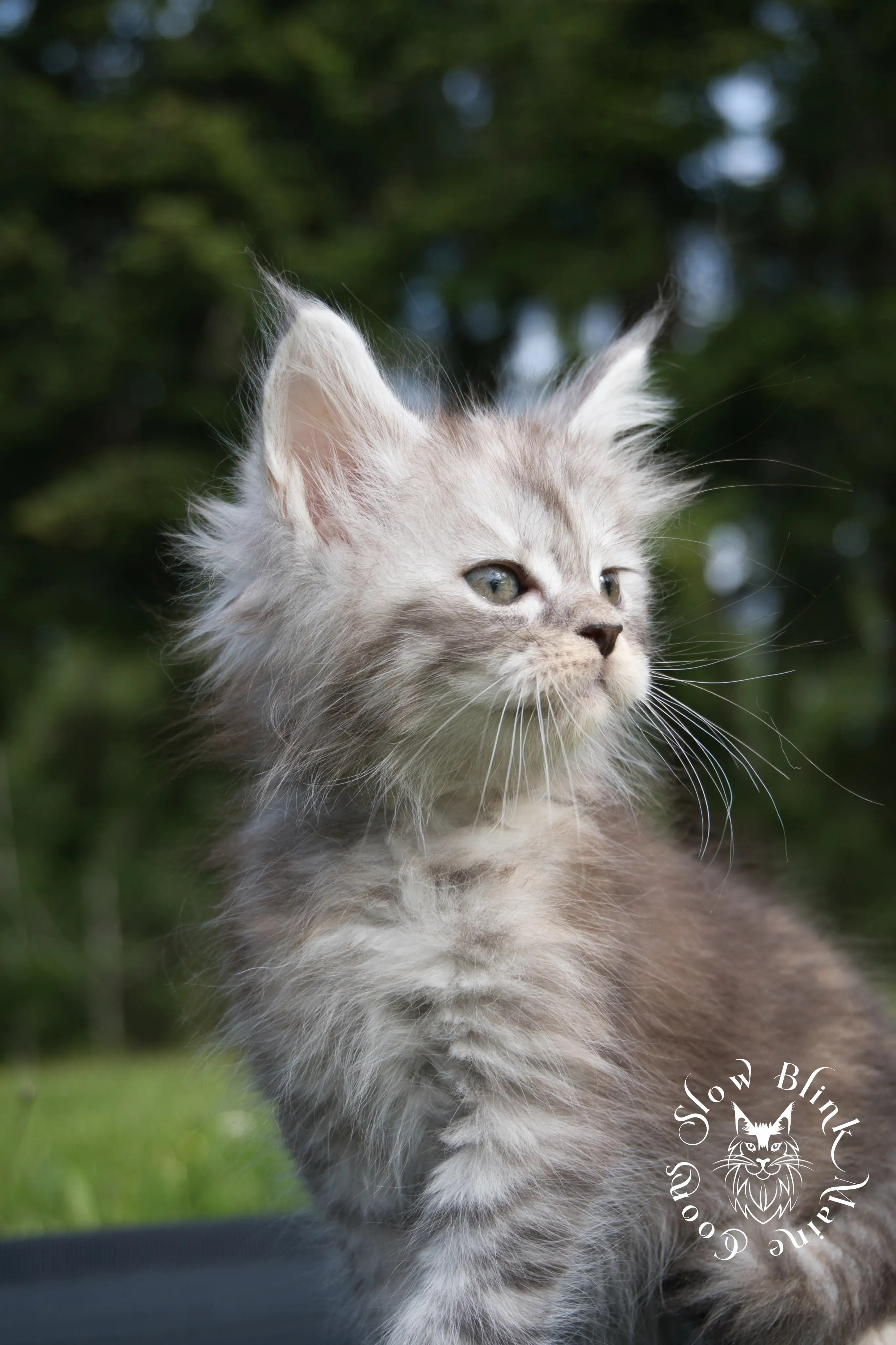 black high silver torbie maine coon kitten | ems code fs 21 22 23 24 25 | tortoiseshell tabby | slowblinkmainecoons | taken aug 2024 High Silver Torbie Maine Coon Kittens > black high silver torbie maine coon kitten | ems code fs 21 22 23 24 25 | tortoiseshell tabby | slowblinkmainecoons | taken aug 2024 | 0021