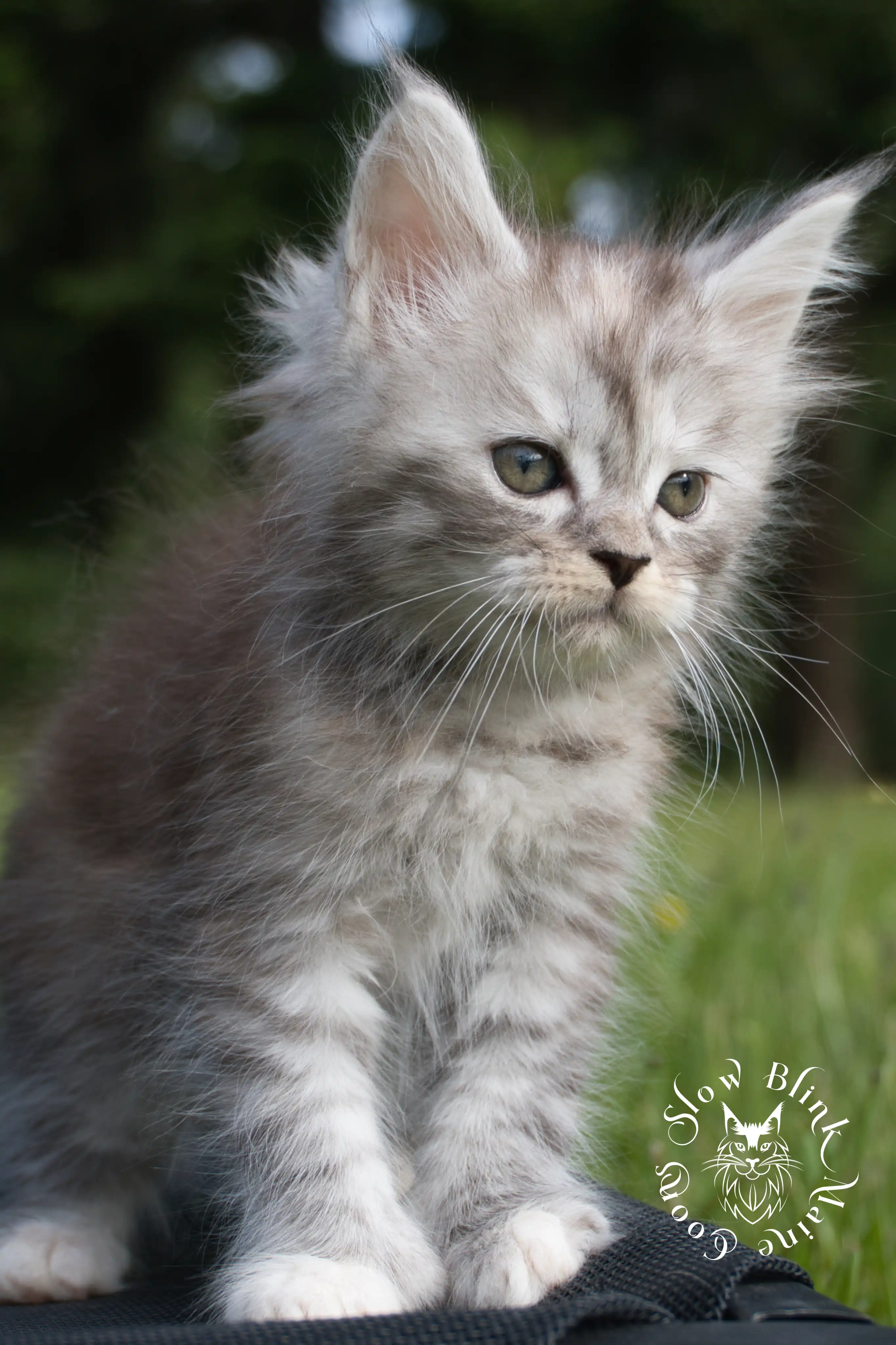 black high silver torbie maine coon kitten | ems code fs 21 22 23 24 25 | tortoiseshell tabby | slowblinkmainecoons | taken aug 2024 High Silver Torbie Maine Coon Kittens > black high silver torbie maine coon kitten | ems code fs 21 22 23 24 25 | tortoiseshell tabby | slowblinkmainecoons | taken aug 2024 | 0031