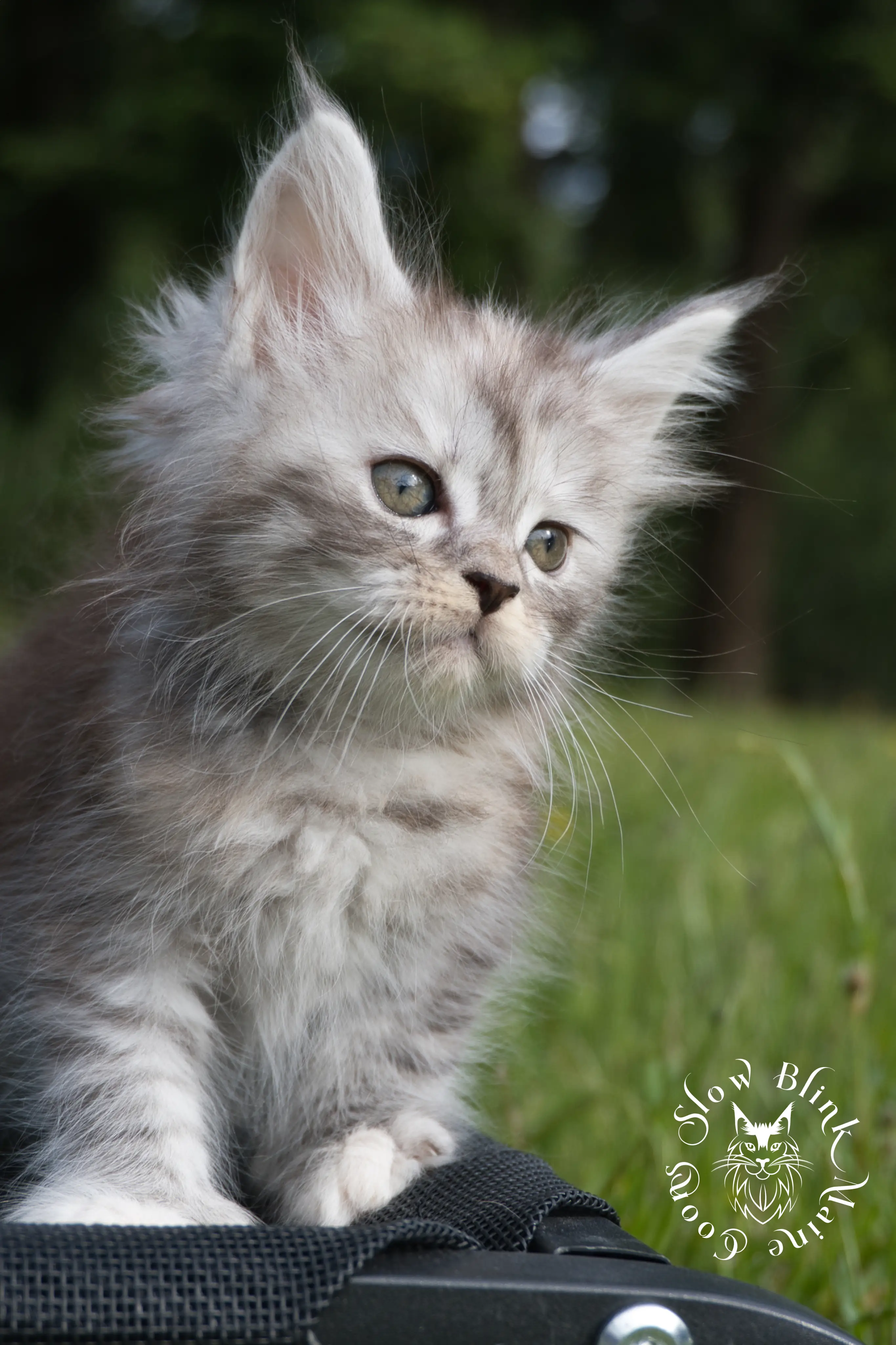 black high silver torbie maine coon kitten | ems code fs 21 22 23 24 25 | tortoiseshell tabby | slowblinkmainecoons | taken aug 2024 High Silver Torbie Maine Coon Kittens > black high silver torbie maine coon kitten | ems code fs 21 22 23 24 25 | tortoiseshell tabby | slowblinkmainecoons | taken aug 2024 | 0041