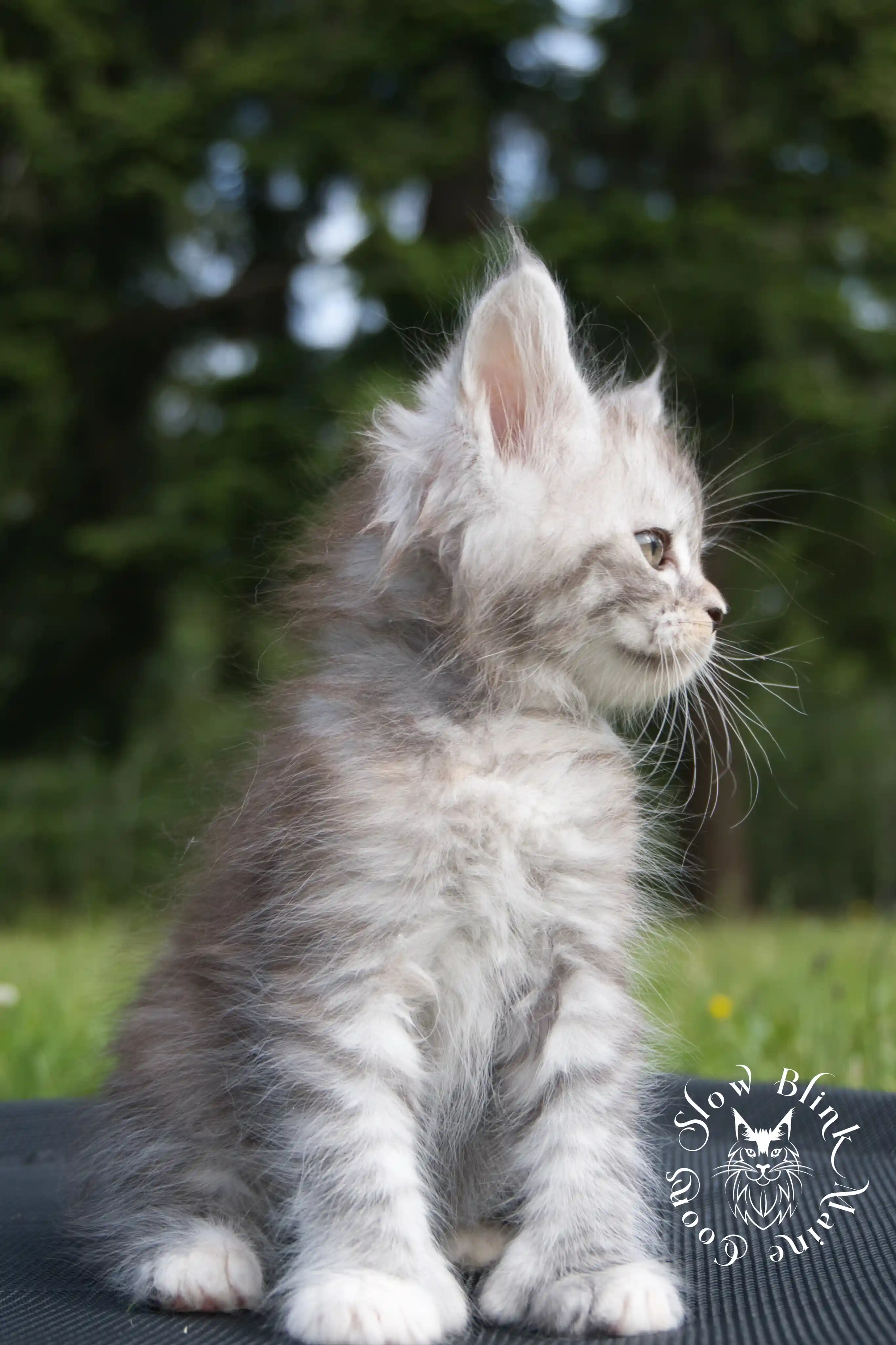 black high silver torbie maine coon kitten | ems code fs 21 22 23 24 25 | tortoiseshell tabby | slowblinkmainecoons | taken aug 2024 High Silver Torbie Maine Coon Kittens > black high silver torbie maine coon kitten | ems code fs 21 22 23 24 25 | tortoiseshell tabby | slowblinkmainecoons | taken aug 2024 | 0051