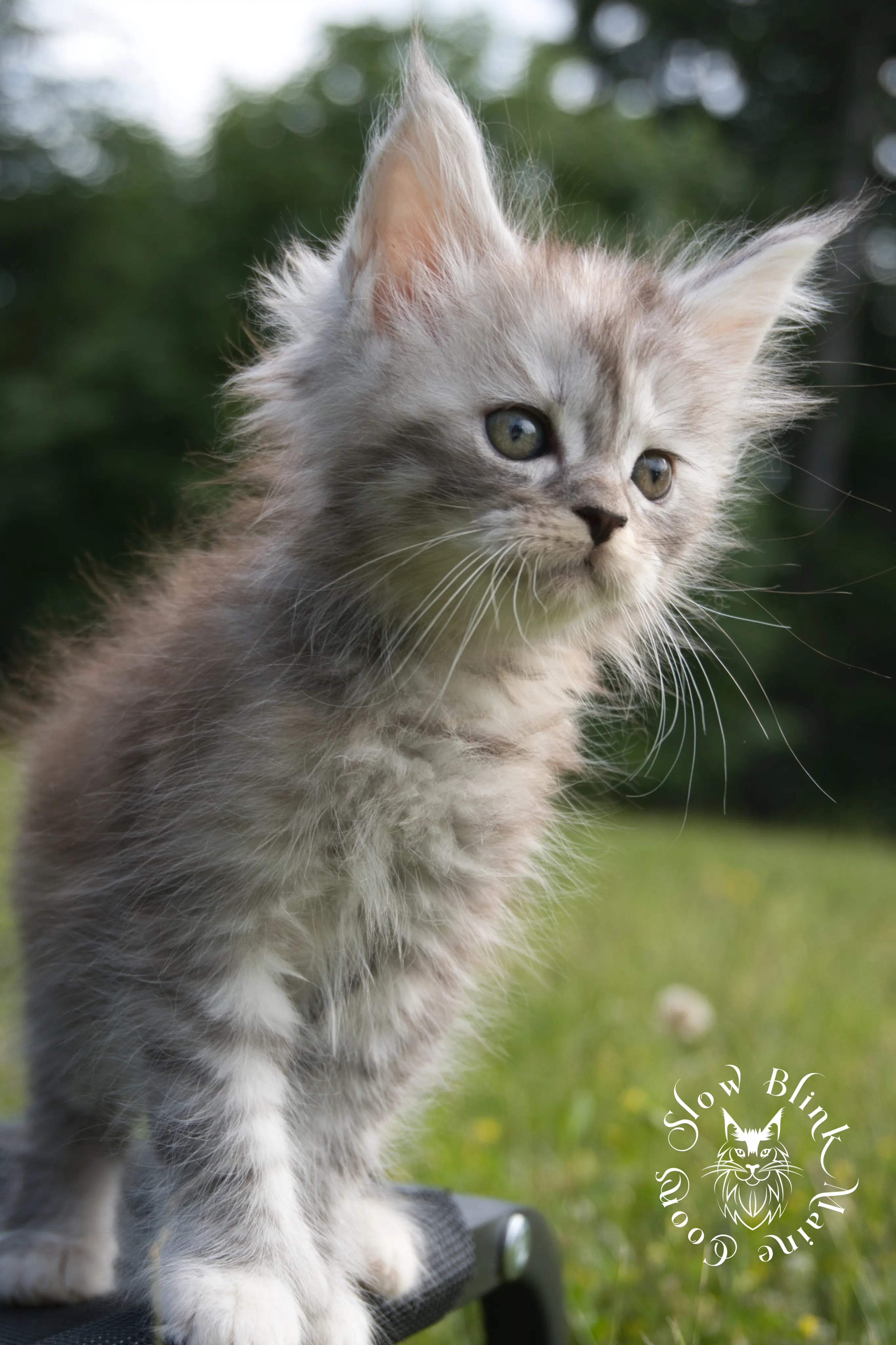 black high silver torbie maine coon kitten | ems code fs 21 22 23 24 25 | tortoiseshell tabby | slowblinkmainecoons | taken aug 2024 High Silver Torbie Maine Coon Kittens > black high silver torbie maine coon kitten | ems code fs 21 22 23 24 25 | tortoiseshell tabby | slowblinkmainecoons | taken aug 2024 | 0071