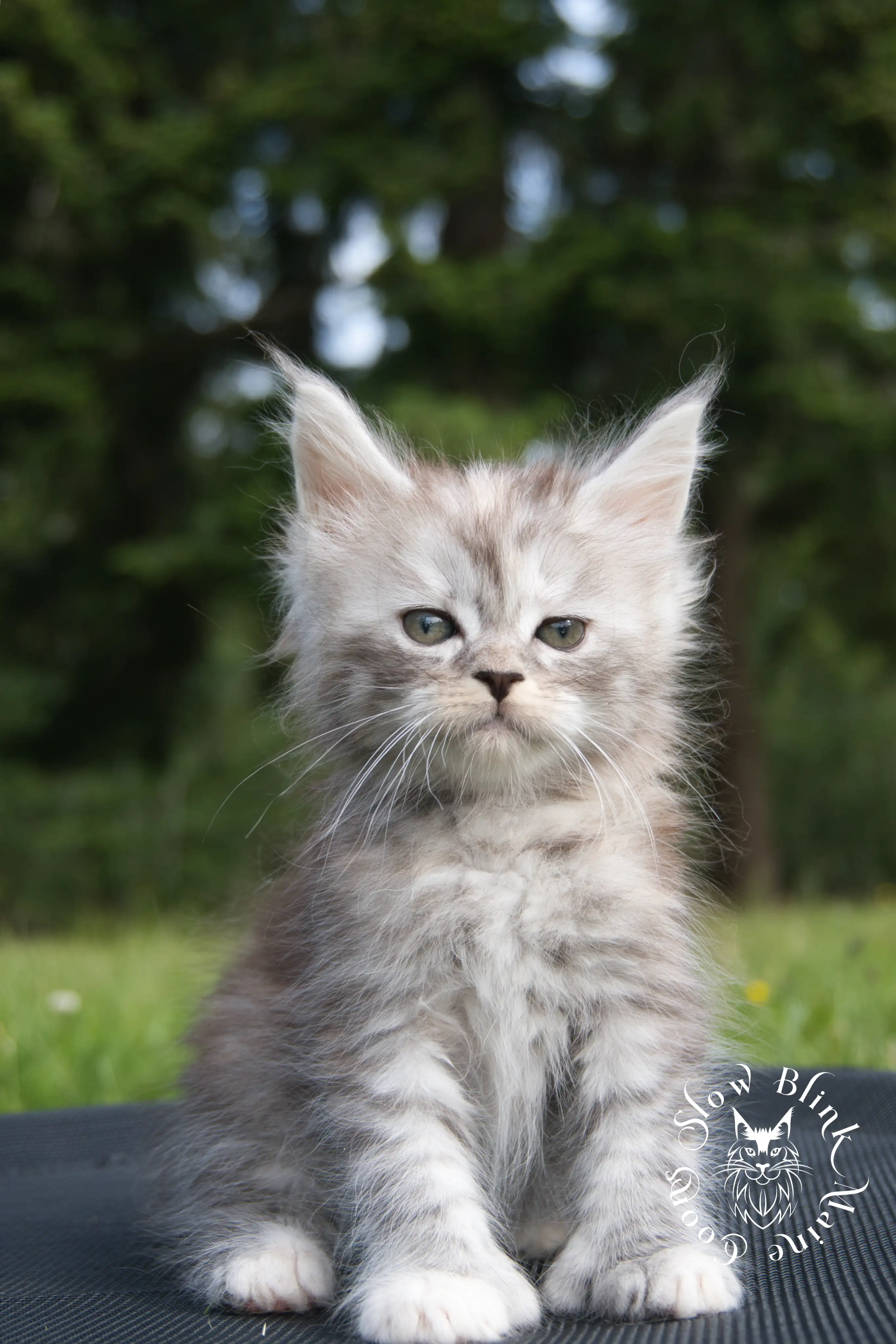 black high silver torbie maine coon kitten | ems code fs 21 22 23 24 25 | tortoiseshell tabby | slowblinkmainecoons | taken aug 2024 High Silver Torbie Maine Coon Kittens > black high silver torbie maine coon kitten | ems code fs 21 22 23 24 25 | tortoiseshell tabby | slowblinkmainecoons | taken aug 2024 | 0081