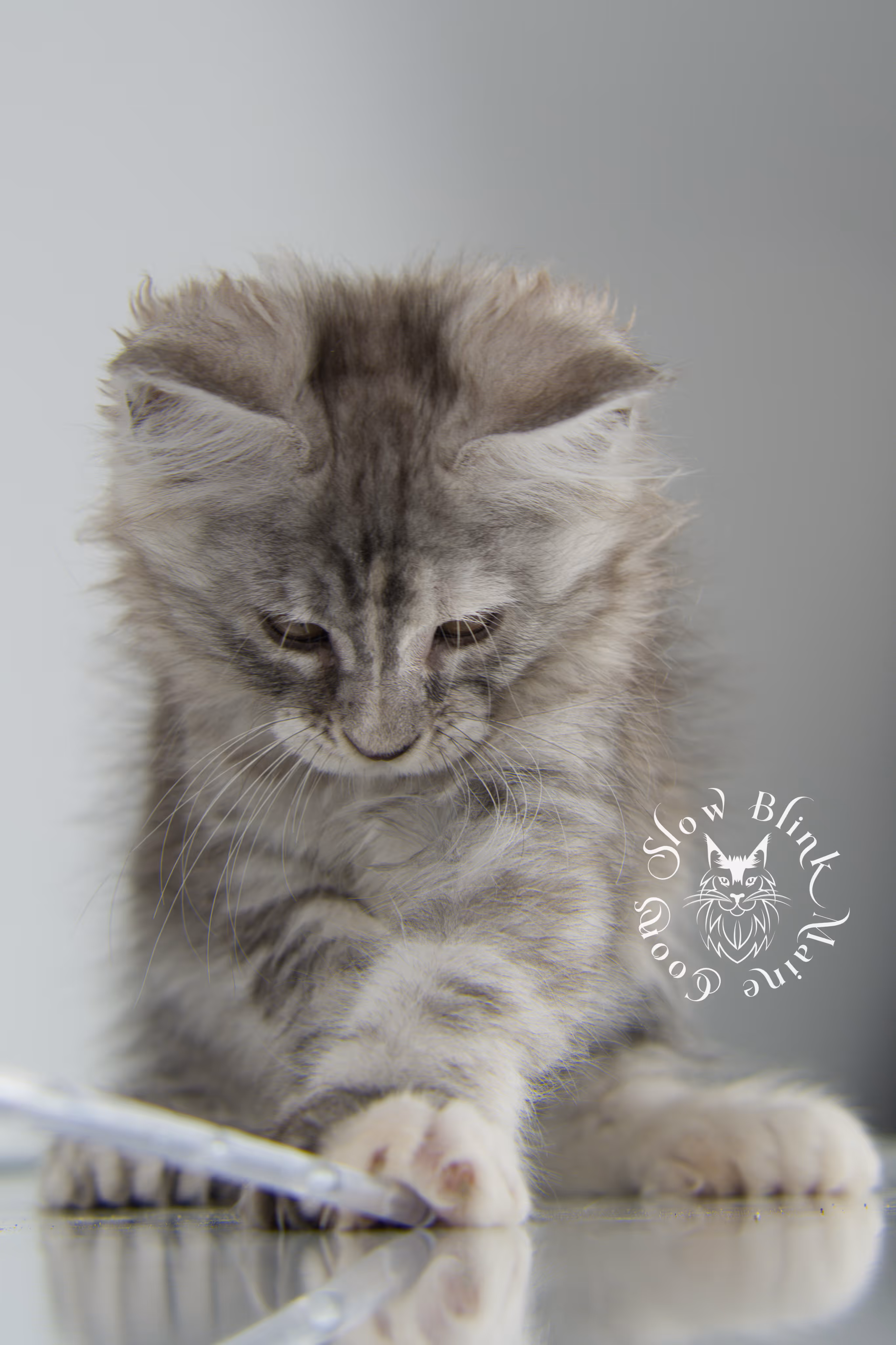 black high silver torbie maine coon kitten | ems code fs 21 22 23 24 25 | tortoiseshell tabby | slowblinkmainecoons | taken nov 2024 | age 6 weeks High Silver Torbie Maine Coon Kittens > black high silver torbie maine coon kitten | ems code fs 21 22 23 24 25 | tortoiseshell tabby | slowblinkmainecoons | taken nov 2024 | age 6 weeks | idx 01