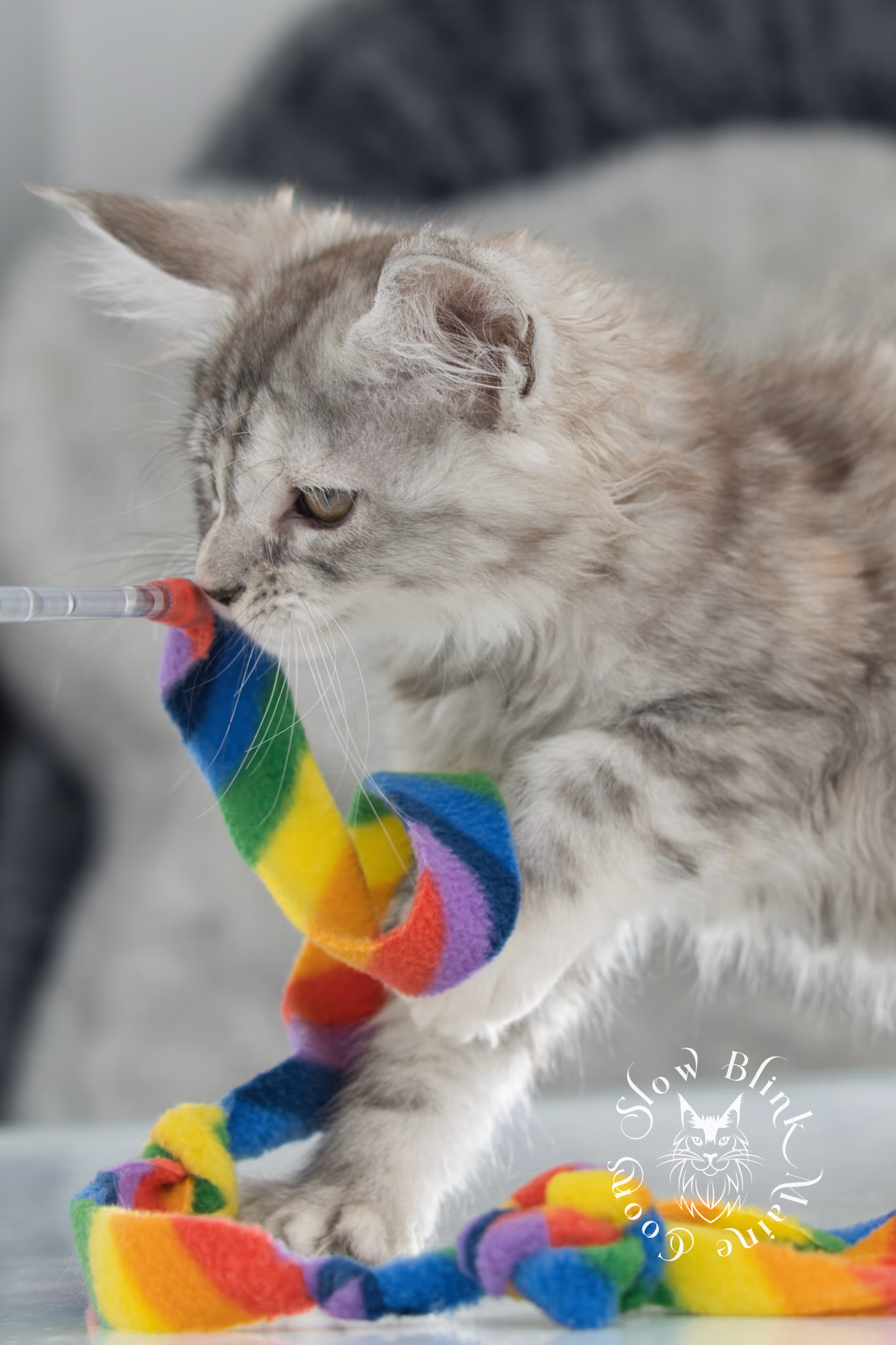 black high silver torbie maine coon kitten | ems code fs 21 22 23 24 25 | tortoiseshell tabby | slowblinkmainecoons | taken nov 2024 | age 6 weeks High Silver Torbie Maine Coon Kittens > black high silver torbie maine coon kitten | ems code fs 21 22 23 24 25 | tortoiseshell tabby | slowblinkmainecoons | taken nov 2024 | age 6 weeks | idx 03