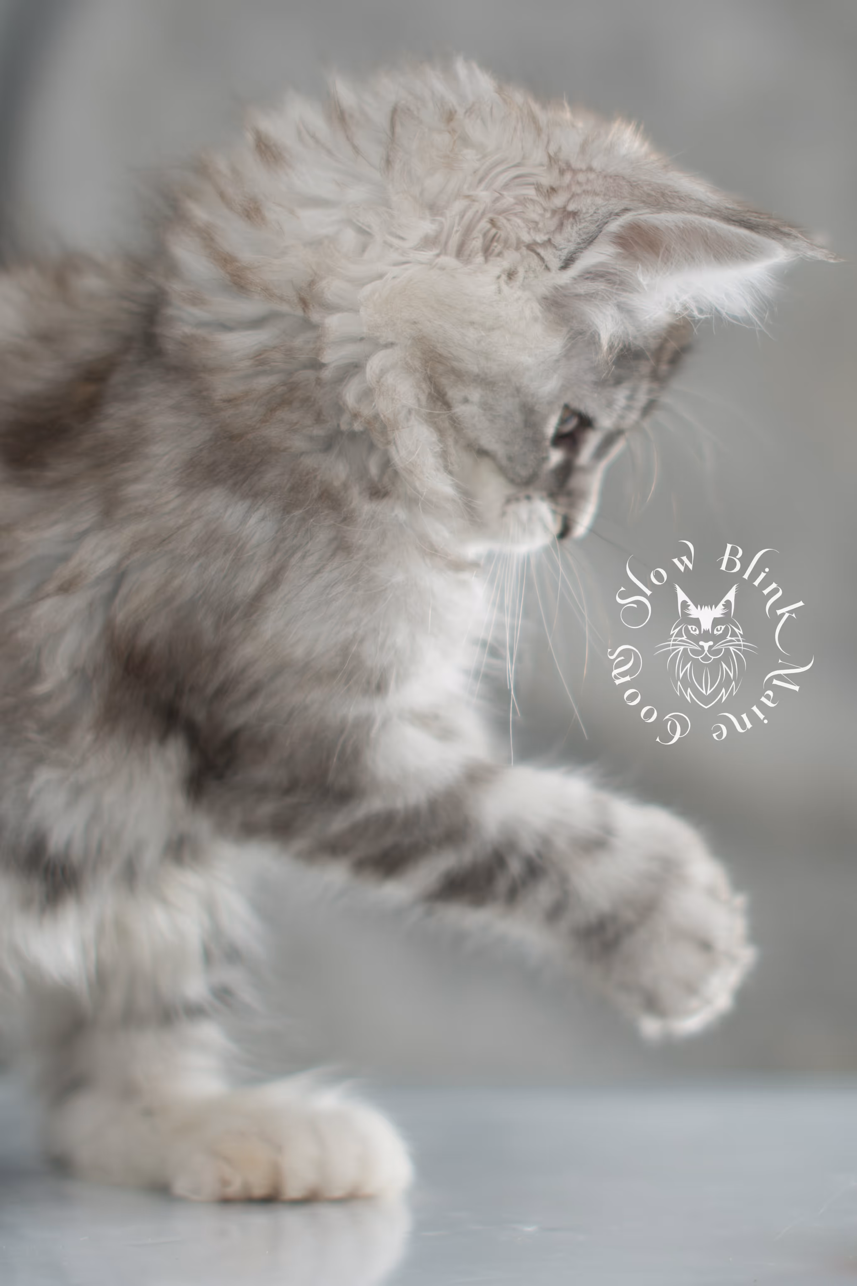 black high silver torbie maine coon kitten | ems code fs 21 22 23 24 25 | tortoiseshell tabby | slowblinkmainecoons | taken nov 2024 | age 6 weeks High Silver Torbie Maine Coon Kittens > black high silver torbie maine coon kitten | ems code fs 21 22 23 24 25 | tortoiseshell tabby | slowblinkmainecoons | taken nov 2024 | age 6 weeks | idx 04