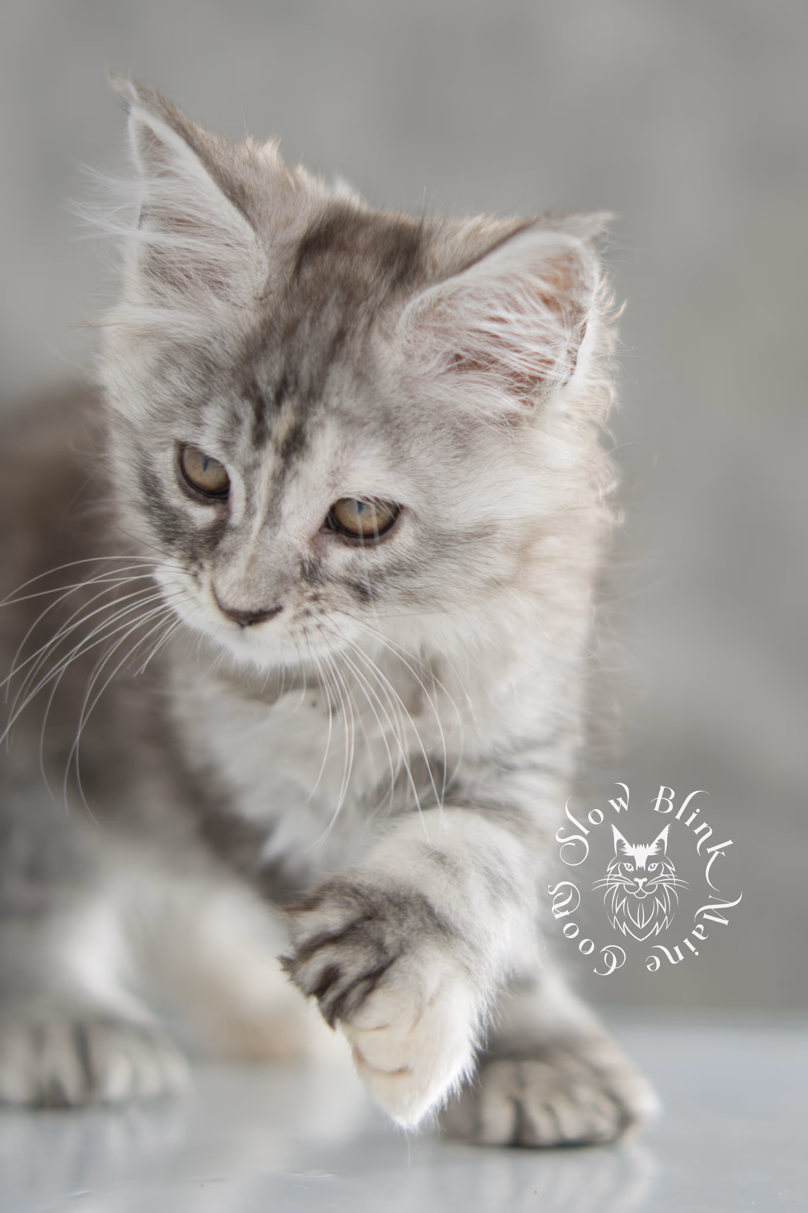 black high silver torbie maine coon kitten | ems code fs 21 22 23 24 25 | tortoiseshell tabby | slowblinkmainecoons | taken nov 2024 | age 6 weeks High Silver Torbie Maine Coon Kittens > black high silver torbie maine coon kitten | ems code fs 21 22 23 24 25 | tortoiseshell tabby | slowblinkmainecoons | taken nov 2024 | age 6 weeks | idx 05
