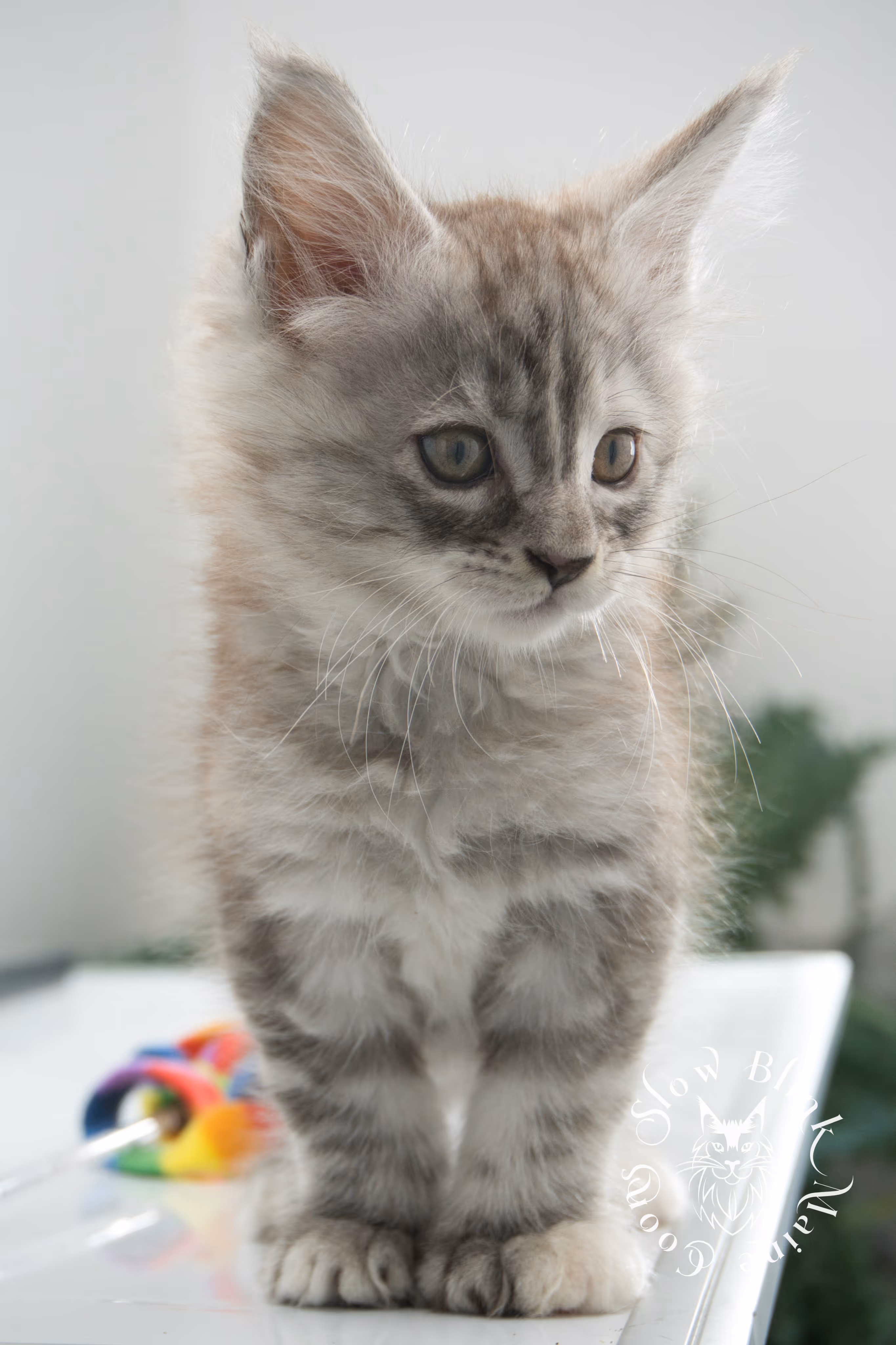black high silver torbie maine coon kitten | ems code fs 22 | tortoiseshell tabby | slowblinkmainecoons | age 6 weeks High Silver Torbie Maine Coon Kittens > black high silver torbie maine coon kitten | ems code fs 22 | tortoiseshell tabby | slowblinkmainecoons | age 6 weeks | idx 01