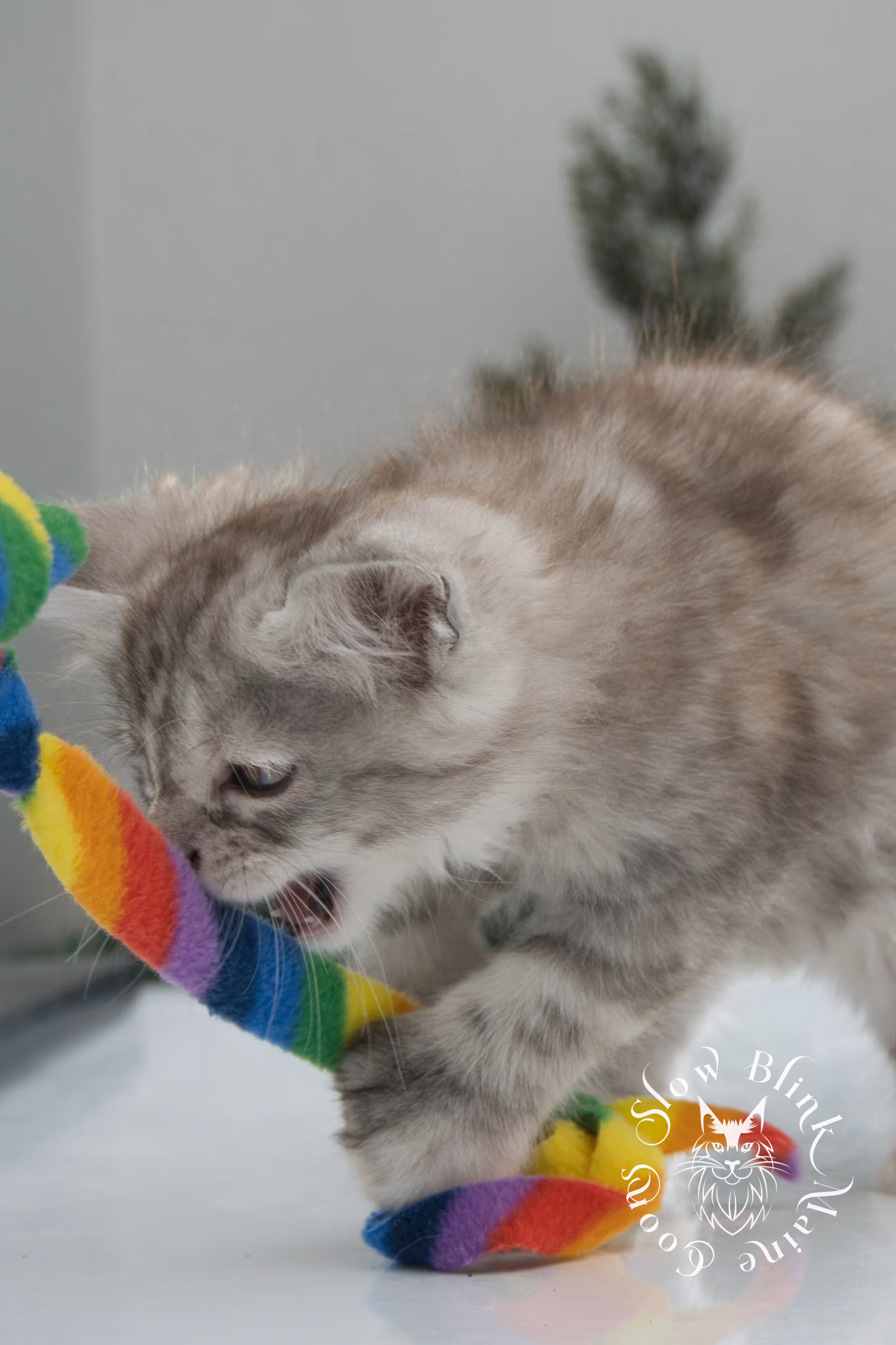 black high silver torbie maine coon kitten | ems code fs 22 | tortoiseshell tabby | slowblinkmainecoons | age 6 weeks High Silver Torbie Maine Coon Kittens > black high silver torbie maine coon kitten | ems code fs 22 | tortoiseshell tabby | slowblinkmainecoons | age 6 weeks | idx 02