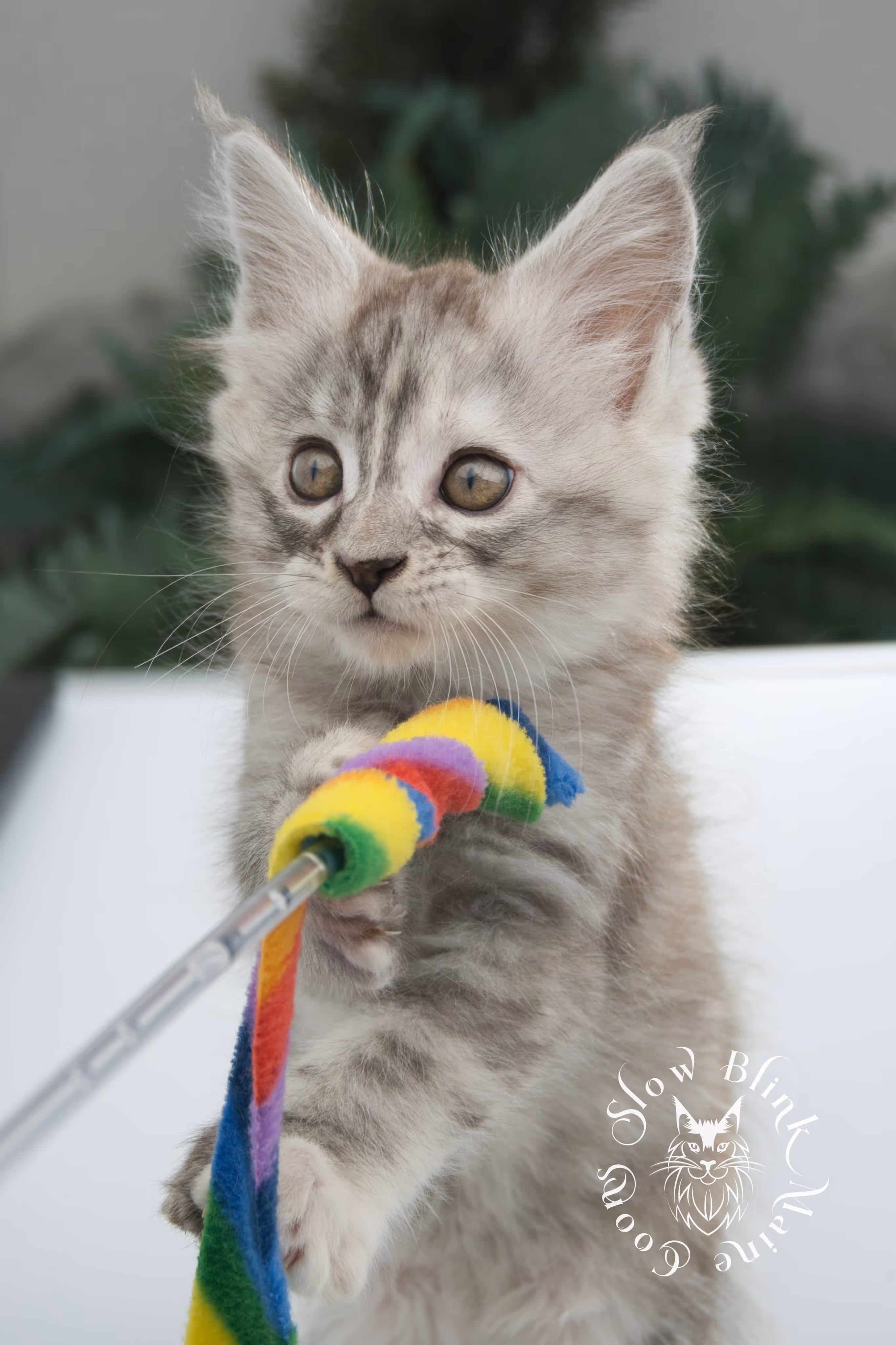 black high silver torbie maine coon kitten | ems code fs 22 | tortoiseshell tabby | slowblinkmainecoons | age 6 weeks High Silver Torbie Maine Coon Kittens > black high silver torbie maine coon kitten | ems code fs 22 | tortoiseshell tabby | slowblinkmainecoons | age 6 weeks | idx 03