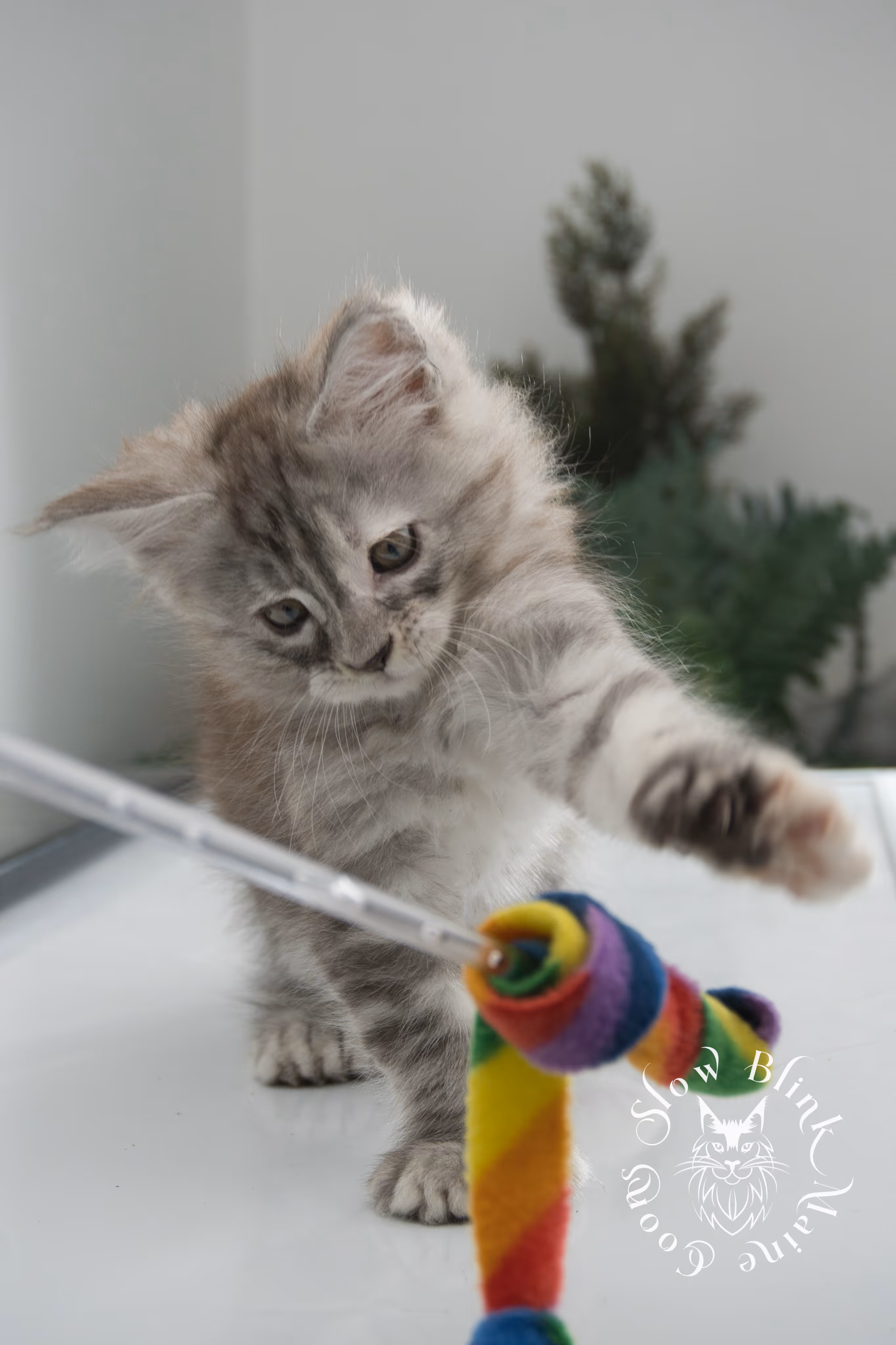 black high silver torbie maine coon kitten | ems code fs 22 | tortoiseshell tabby | slowblinkmainecoons | age 6 weeks High Silver Torbie Maine Coon Kittens > black high silver torbie maine coon kitten | ems code fs 22 | tortoiseshell tabby | slowblinkmainecoons | age 6 weeks | idx 04
