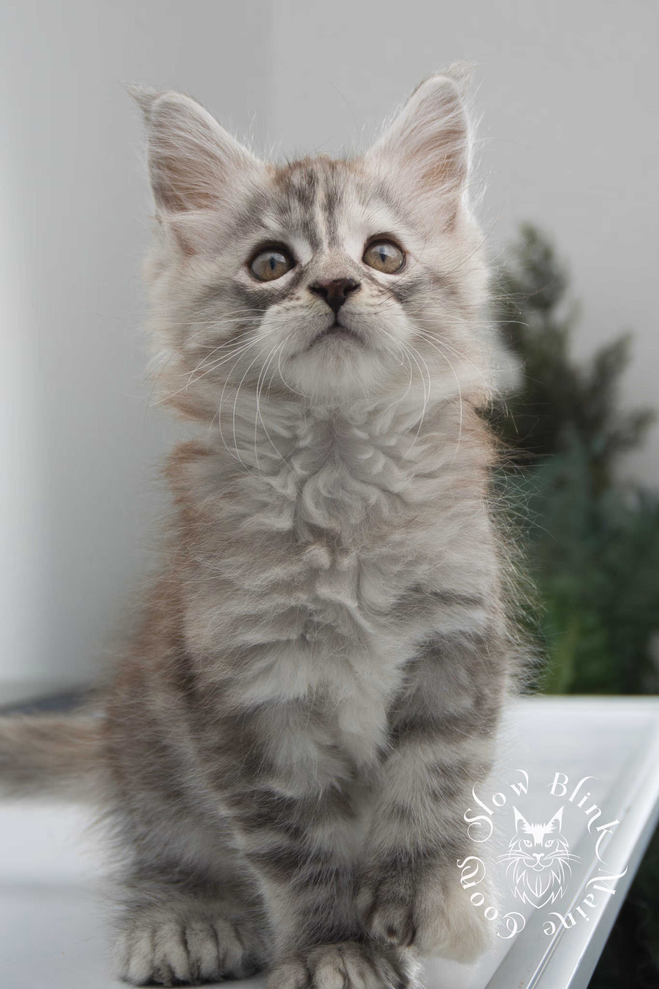 black high silver torbie maine coon kitten | ems code fs 22 | tortoiseshell tabby | slowblinkmainecoons | age 6 weeks High Silver Torbie Maine Coon Kittens > black high silver torbie maine coon kitten | ems code fs 22 | tortoiseshell tabby | slowblinkmainecoons | age 6 weeks | idx 05
