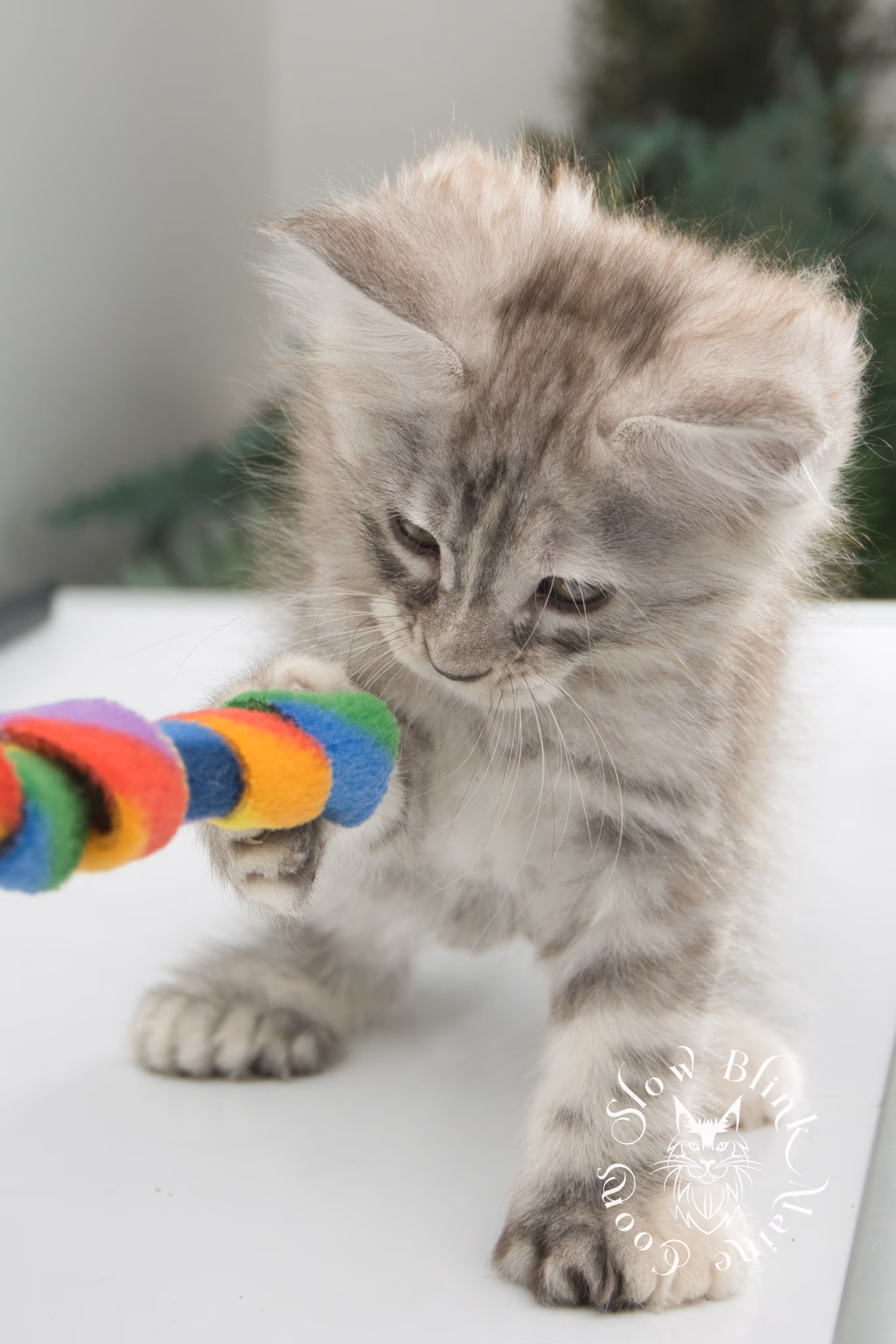black high silver torbie maine coon kitten | ems code fs 22 | tortoiseshell tabby | slowblinkmainecoons | age 6 weeks High Silver Torbie Maine Coon Kittens > black high silver torbie maine coon kitten | ems code fs 22 | tortoiseshell tabby | slowblinkmainecoons | age 6 weeks | idx 06