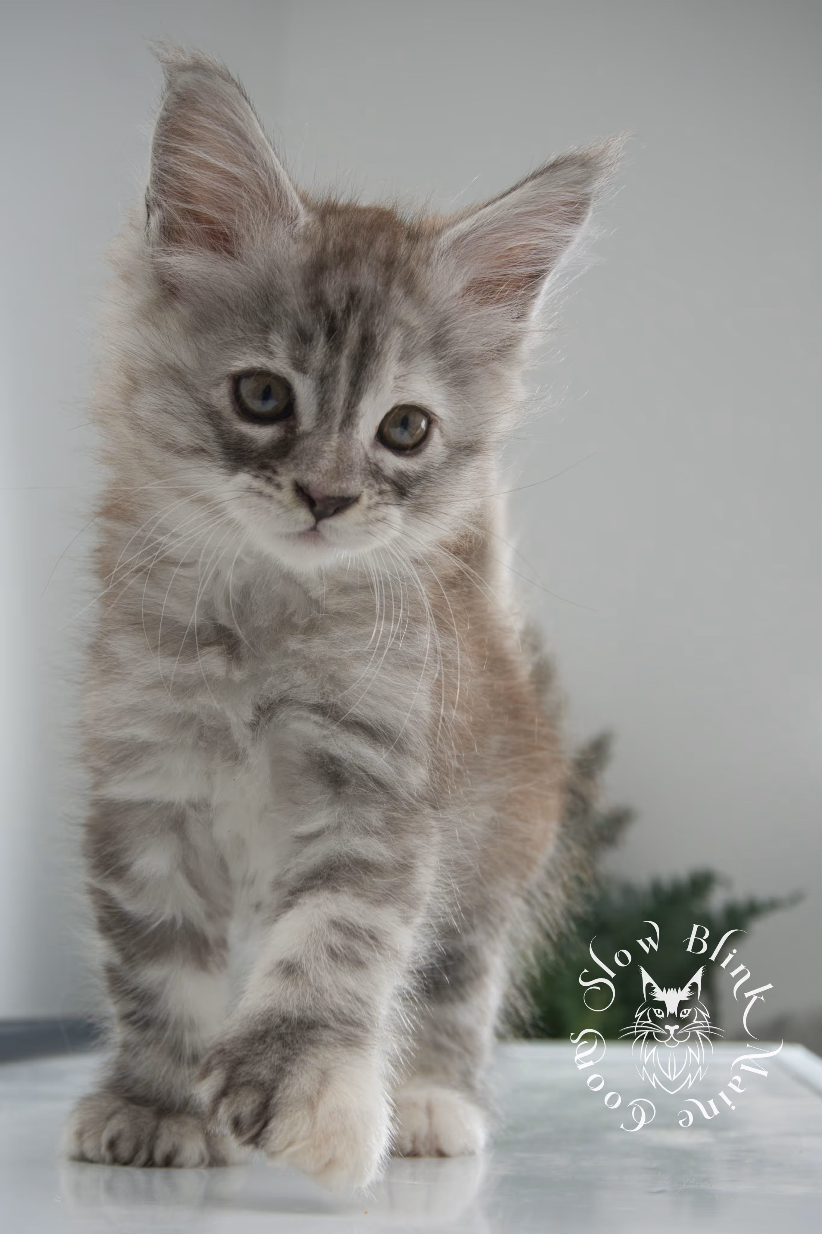 black high silver torbie maine coon kitten | ems code fs 22 | tortoiseshell tabby | slowblinkmainecoons | age 6 weeks High Silver Torbie Maine Coon Kittens > black high silver torbie maine coon kitten | ems code fs 22 | tortoiseshell tabby | slowblinkmainecoons | age 6 weeks | idx 07