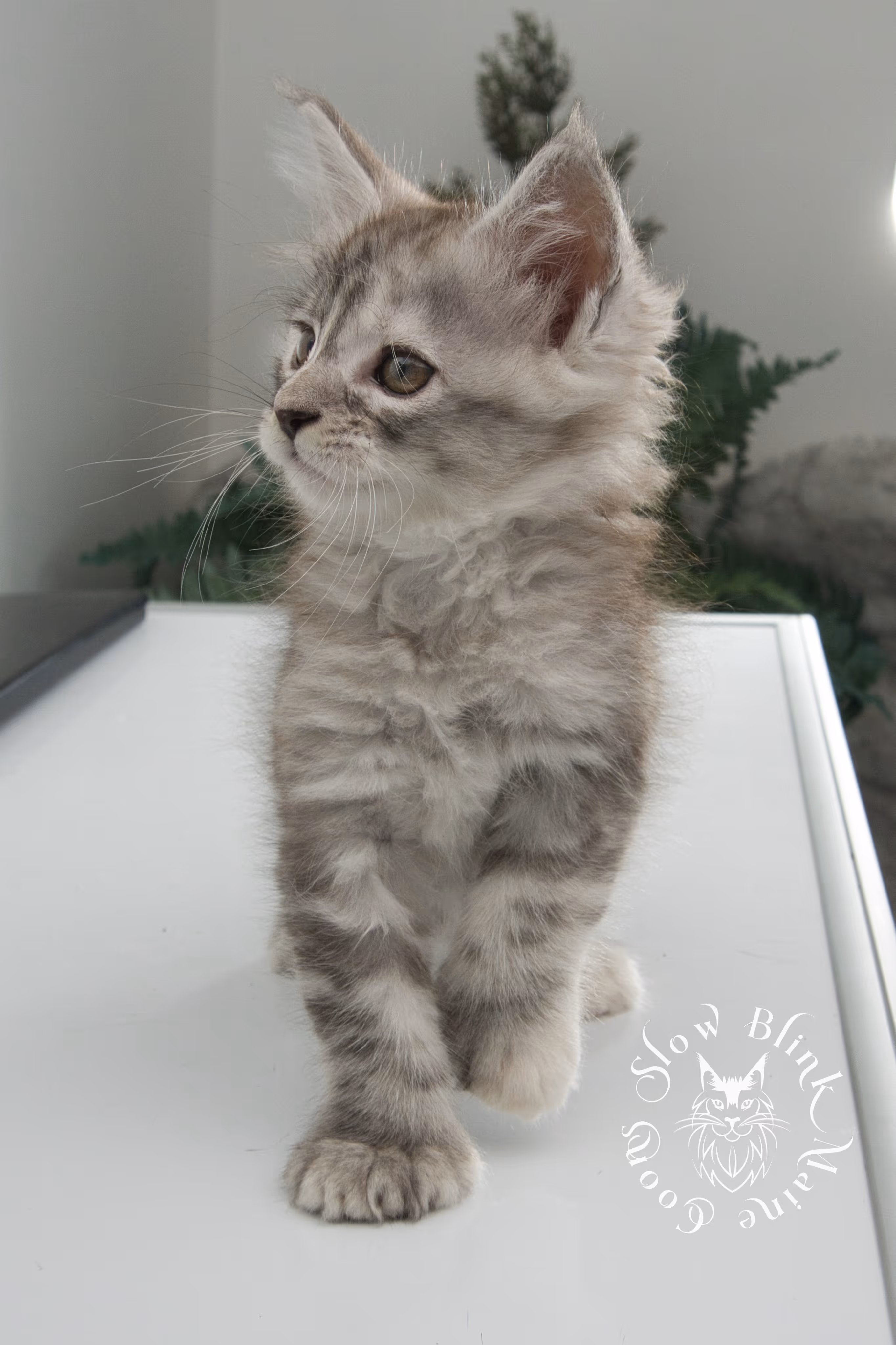 black high silver torbie maine coon kitten | ems code fs 22 | tortoiseshell tabby | slowblinkmainecoons | age 6 weeks High Silver Torbie Maine Coon Kittens > black high silver torbie maine coon kitten | ems code fs 22 | tortoiseshell tabby | slowblinkmainecoons | age 6 weeks | idx 08