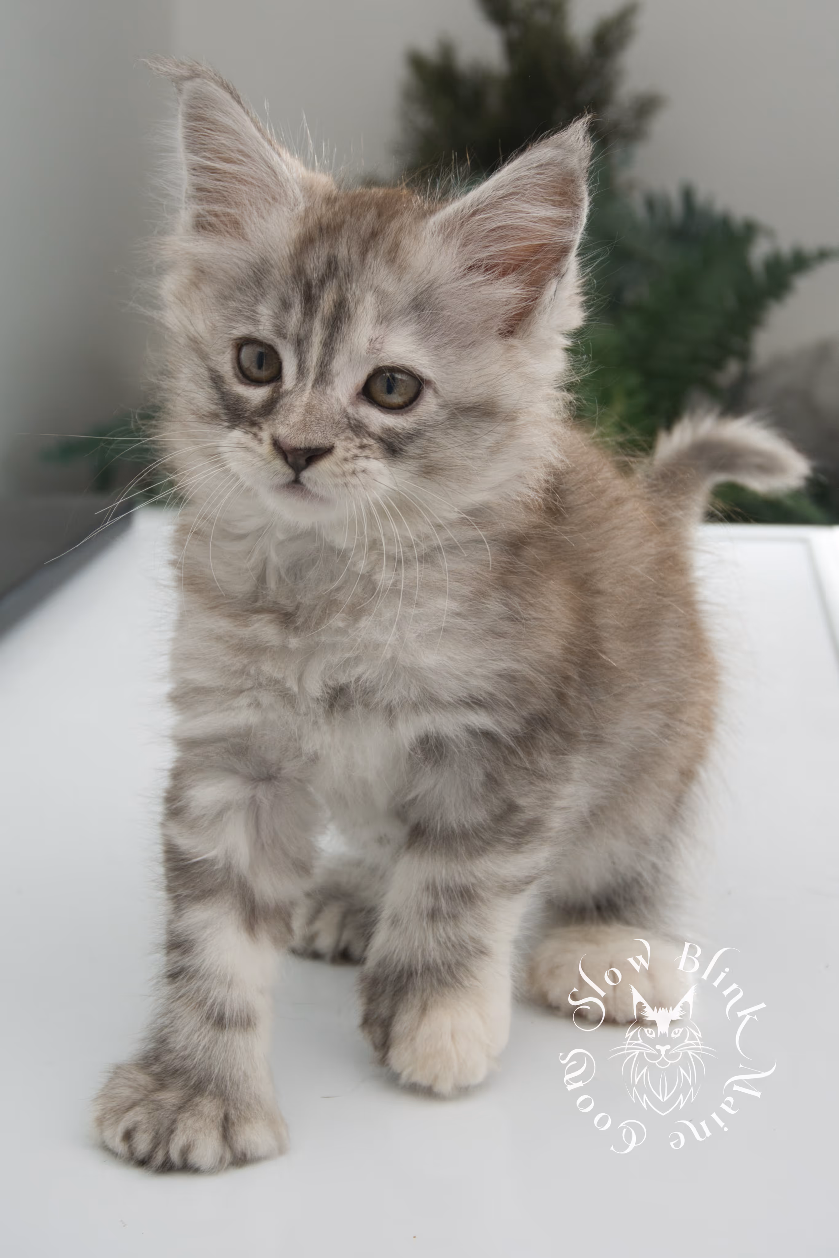 black high silver torbie maine coon kitten | ems code fs 22 | tortoiseshell tabby | slowblinkmainecoons | age 6 weeks High Silver Torbie Maine Coon Kittens > black high silver torbie maine coon kitten | ems code fs 22 | tortoiseshell tabby | slowblinkmainecoons | age 6 weeks | idx 09