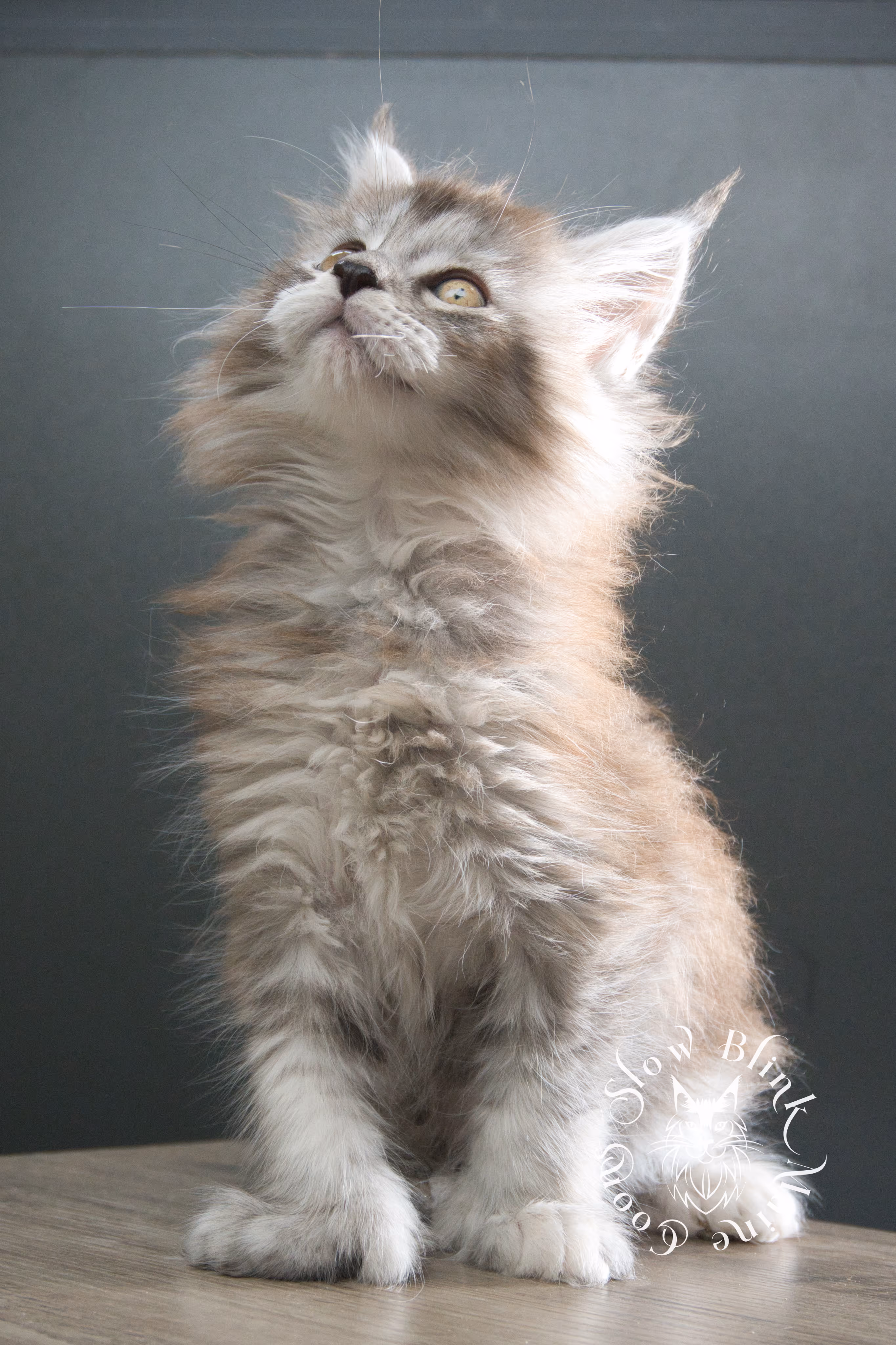 black high silver torbie maine coon kitten | ems code fs 25 | tortoiseshell tabby | slowblinkmainecoons | taken sep 2024 | age 3 months High Silver Torbie Maine Coon Kittens > black high silver torbie maine coon kitten | ems code fs 25 | tortoiseshell tabby | slowblinkmainecoons | taken sep 2024 | age 3 months | idx 01
