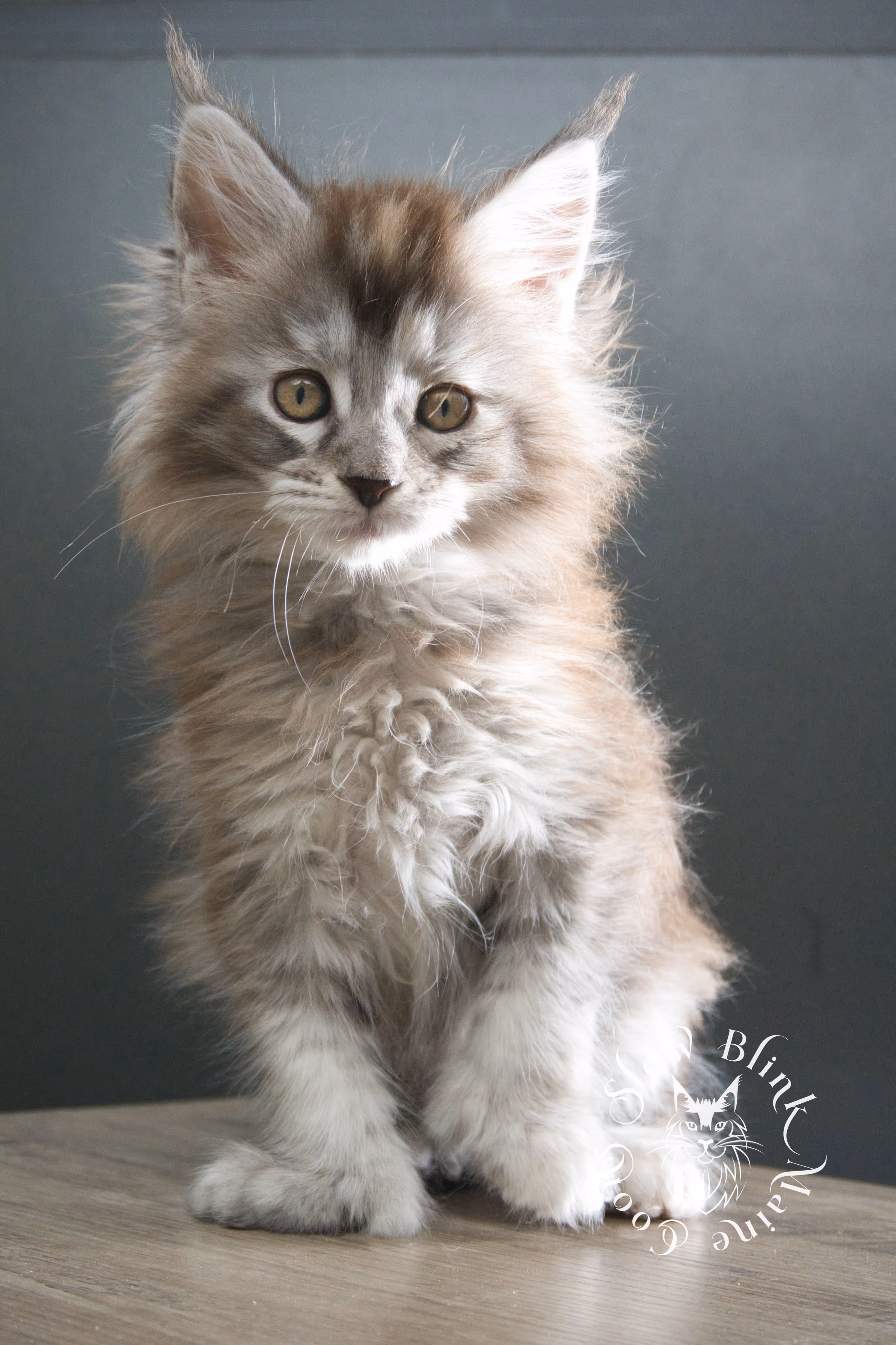 black high silver torbie maine coon kitten | ems code fs 25 | tortoiseshell tabby | slowblinkmainecoons | taken sep 2024 | age 3 months High Silver Torbie Maine Coon Kittens > black high silver torbie maine coon kitten | ems code fs 25 | tortoiseshell tabby | slowblinkmainecoons | taken sep 2024 | age 3 months | idx 02