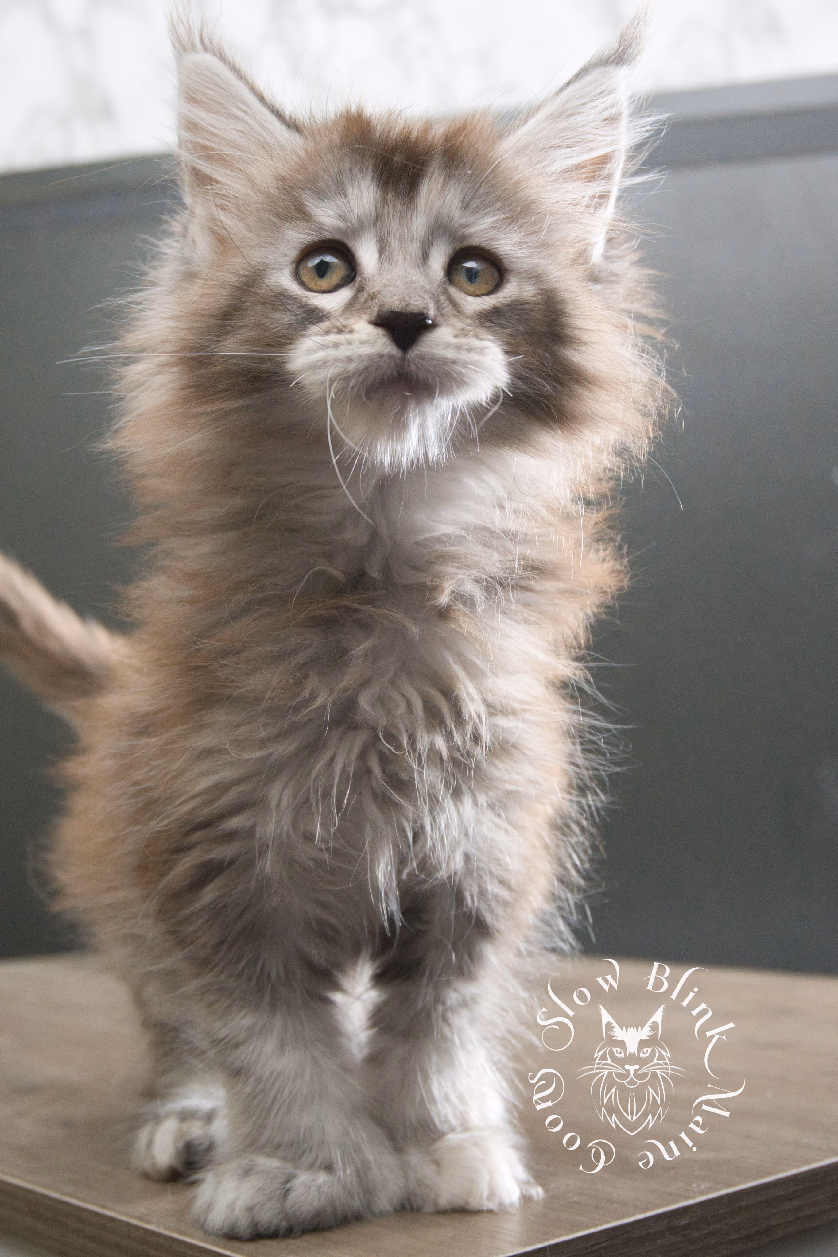 black high silver torbie maine coon kitten | ems code fs 25 | tortoiseshell tabby | slowblinkmainecoons | taken sep 2024 | age 3 months High Silver Torbie Maine Coon Kittens > black high silver torbie maine coon kitten | ems code fs 25 | tortoiseshell tabby | slowblinkmainecoons | taken sep 2024 | age 3 months | idx 03
