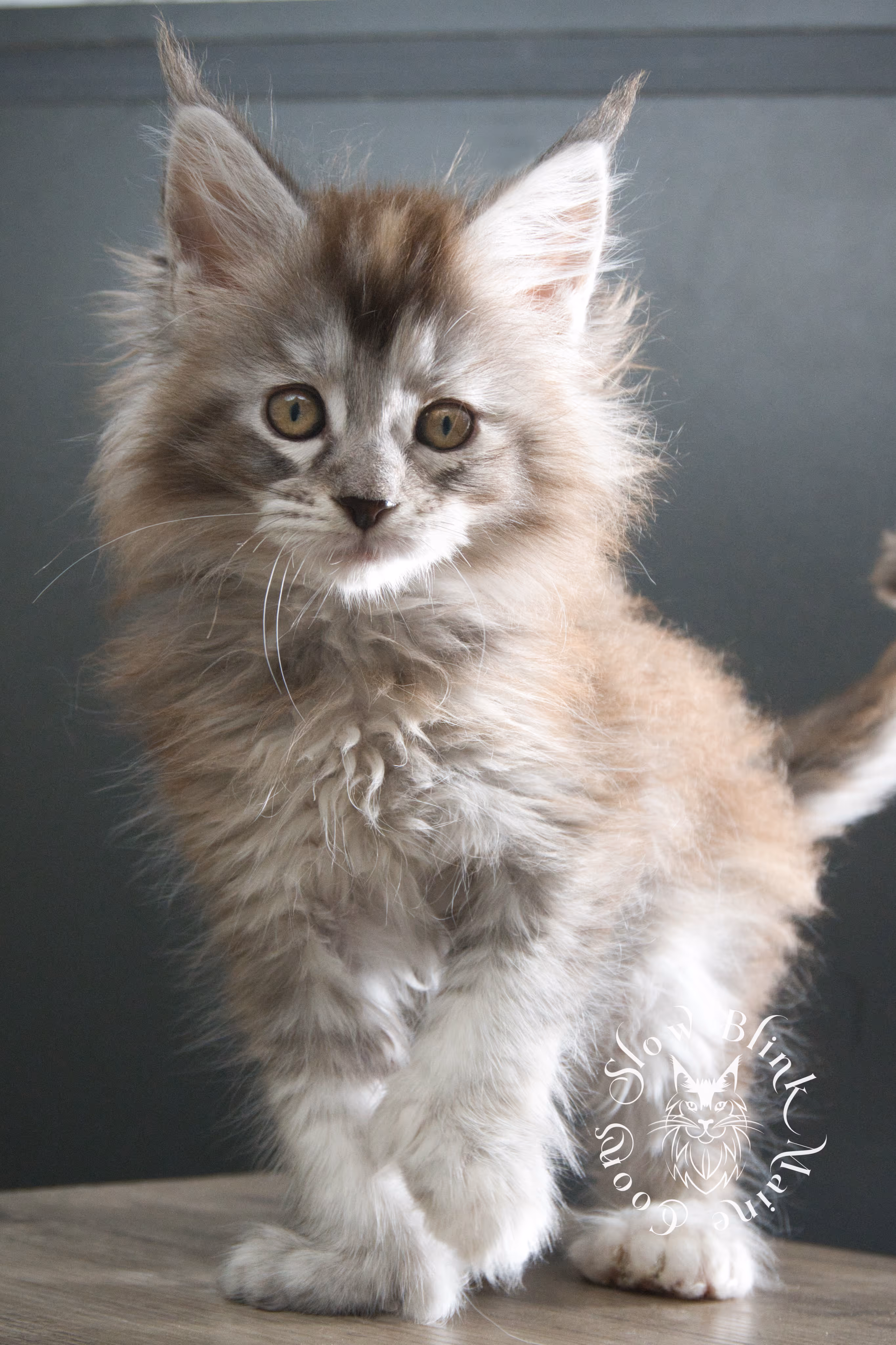 black high silver torbie maine coon kitten | ems code fs 25 | tortoiseshell tabby | slowblinkmainecoons | taken sep 2024 | age 3 months High Silver Torbie Maine Coon Kittens > black high silver torbie maine coon kitten | ems code fs 25 | tortoiseshell tabby | slowblinkmainecoons | taken sep 2024 | age 3 months | idx 04
