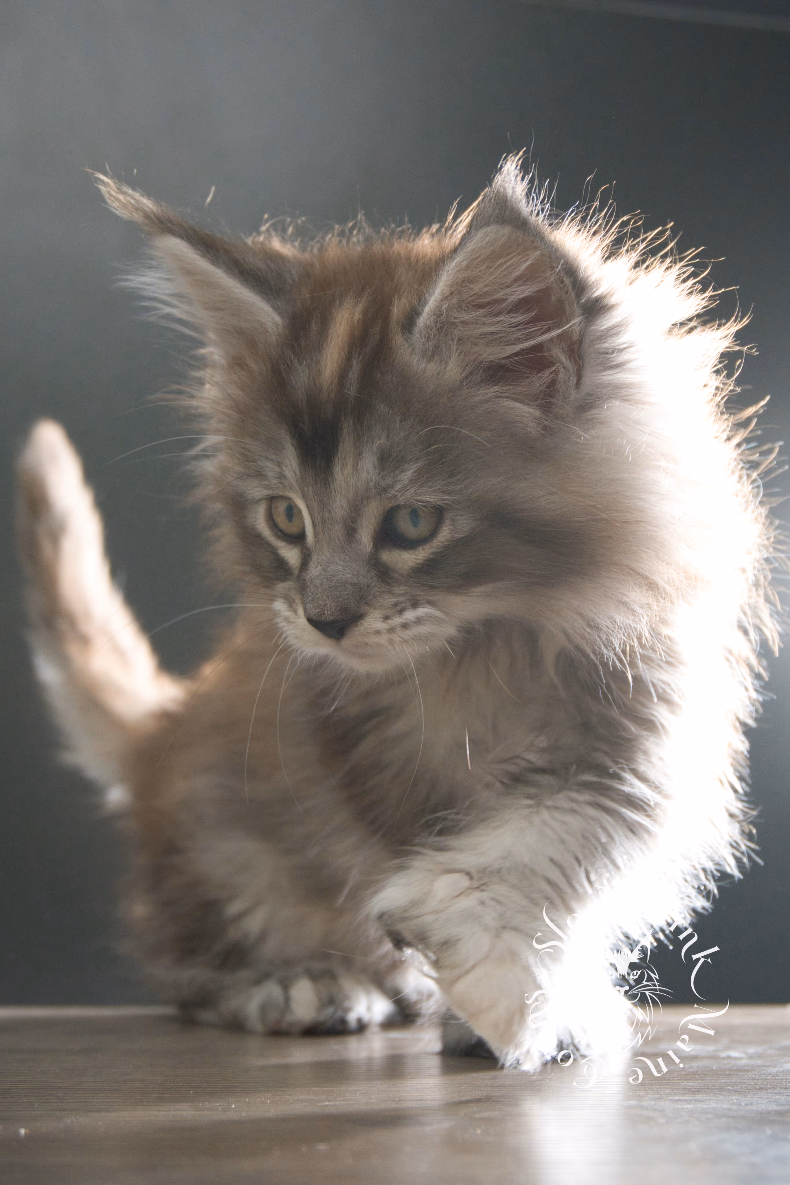 black high silver torbie maine coon kitten | ems code fs 25 | tortoiseshell tabby | slowblinkmainecoons | taken sep 2024 | age 3 months High Silver Torbie Maine Coon Kittens > black high silver torbie maine coon kitten | ems code fs 25 | tortoiseshell tabby | slowblinkmainecoons | taken sep 2024 | age 3 months | idx 05