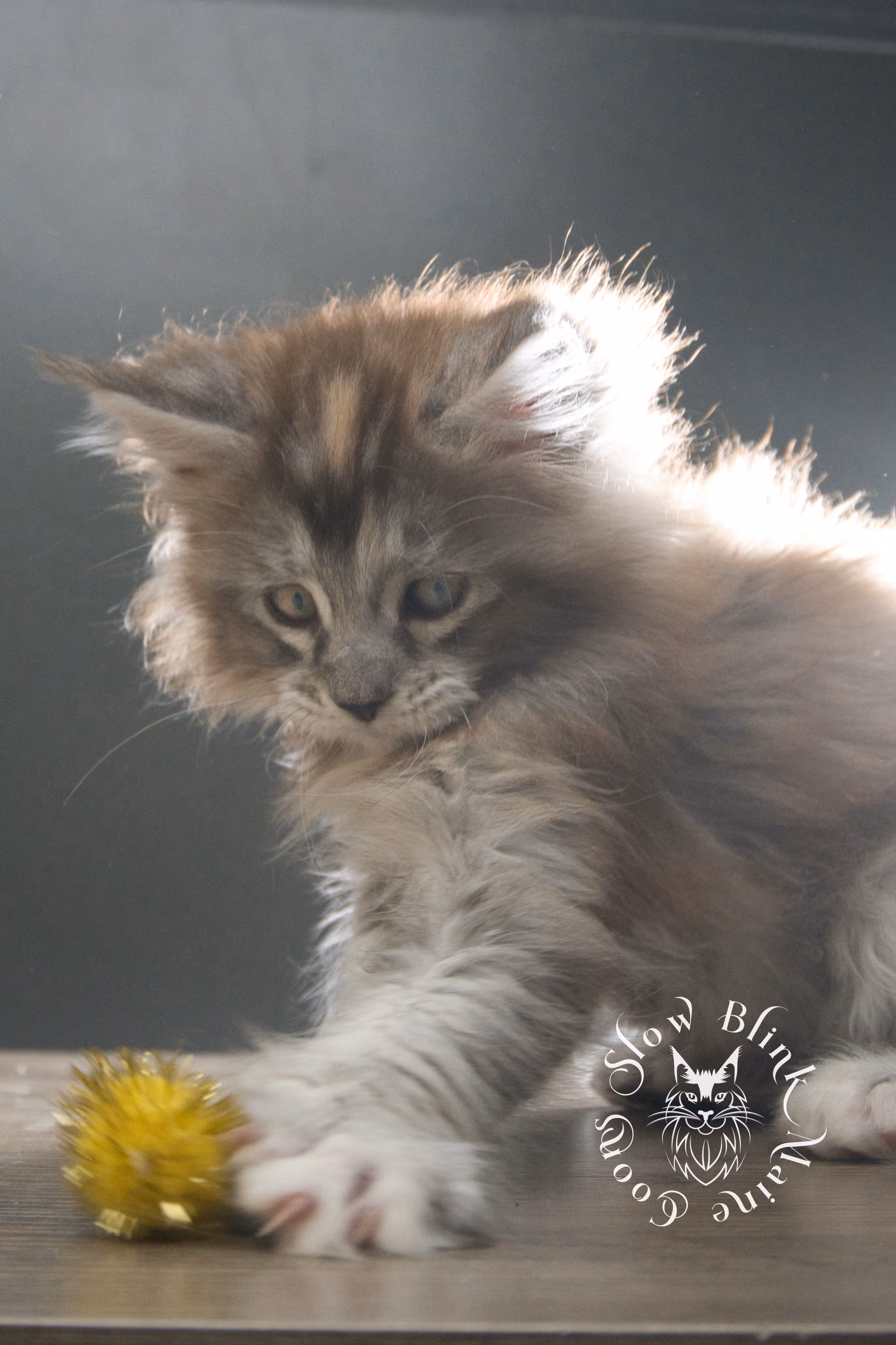 black high silver torbie maine coon kitten | ems code fs 25 | tortoiseshell tabby | slowblinkmainecoons | taken sep 2024 | age 3 months High Silver Torbie Maine Coon Kittens > black high silver torbie maine coon kitten | ems code fs 25 | tortoiseshell tabby | slowblinkmainecoons | taken sep 2024 | age 3 months | idx 06