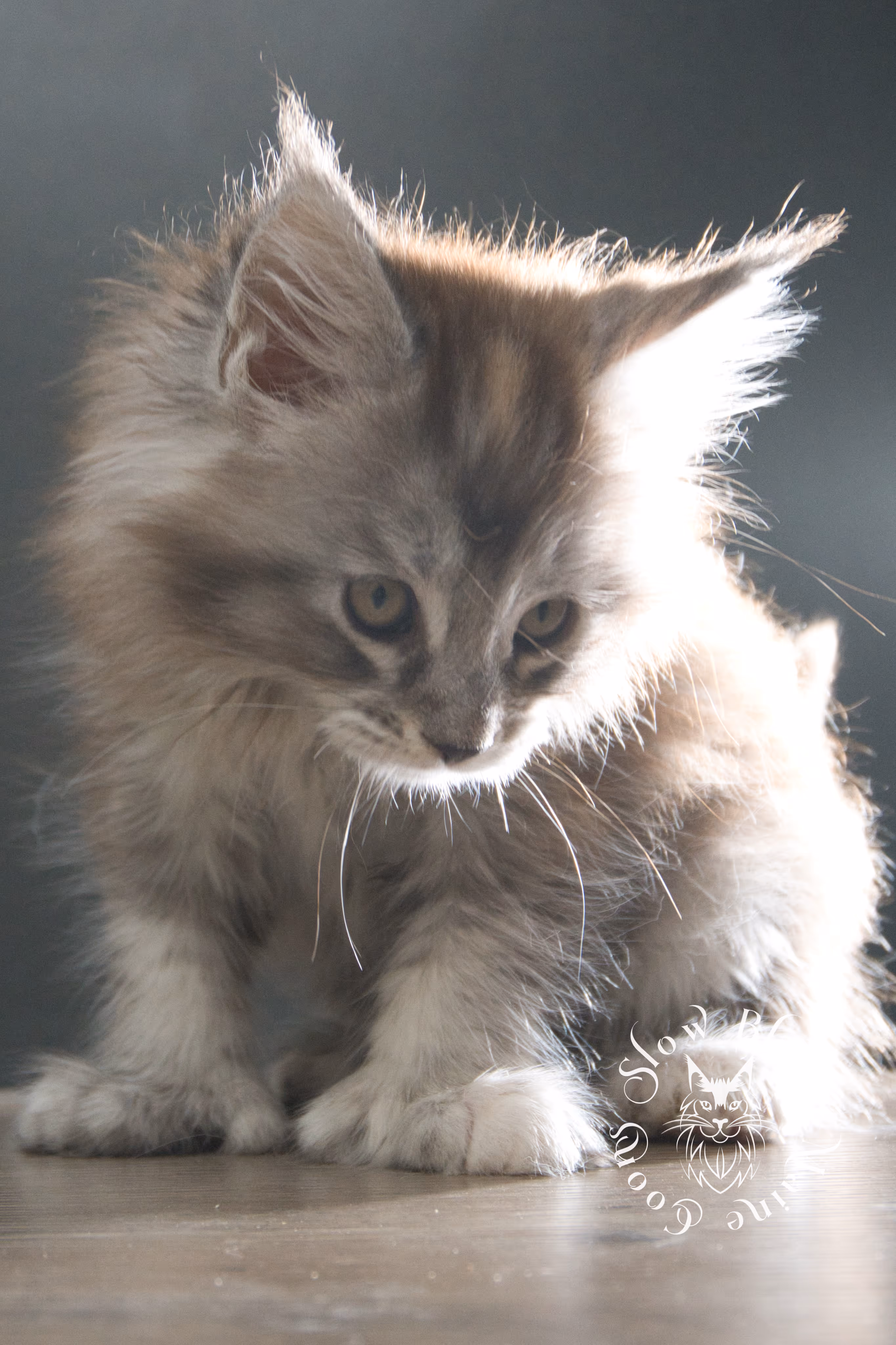 black high silver torbie maine coon kitten | ems code fs 25 | tortoiseshell tabby | slowblinkmainecoons | taken sep 2024 | age 3 months High Silver Torbie Maine Coon Kittens > black high silver torbie maine coon kitten | ems code fs 25 | tortoiseshell tabby | slowblinkmainecoons | taken sep 2024 | age 3 months | idx 07